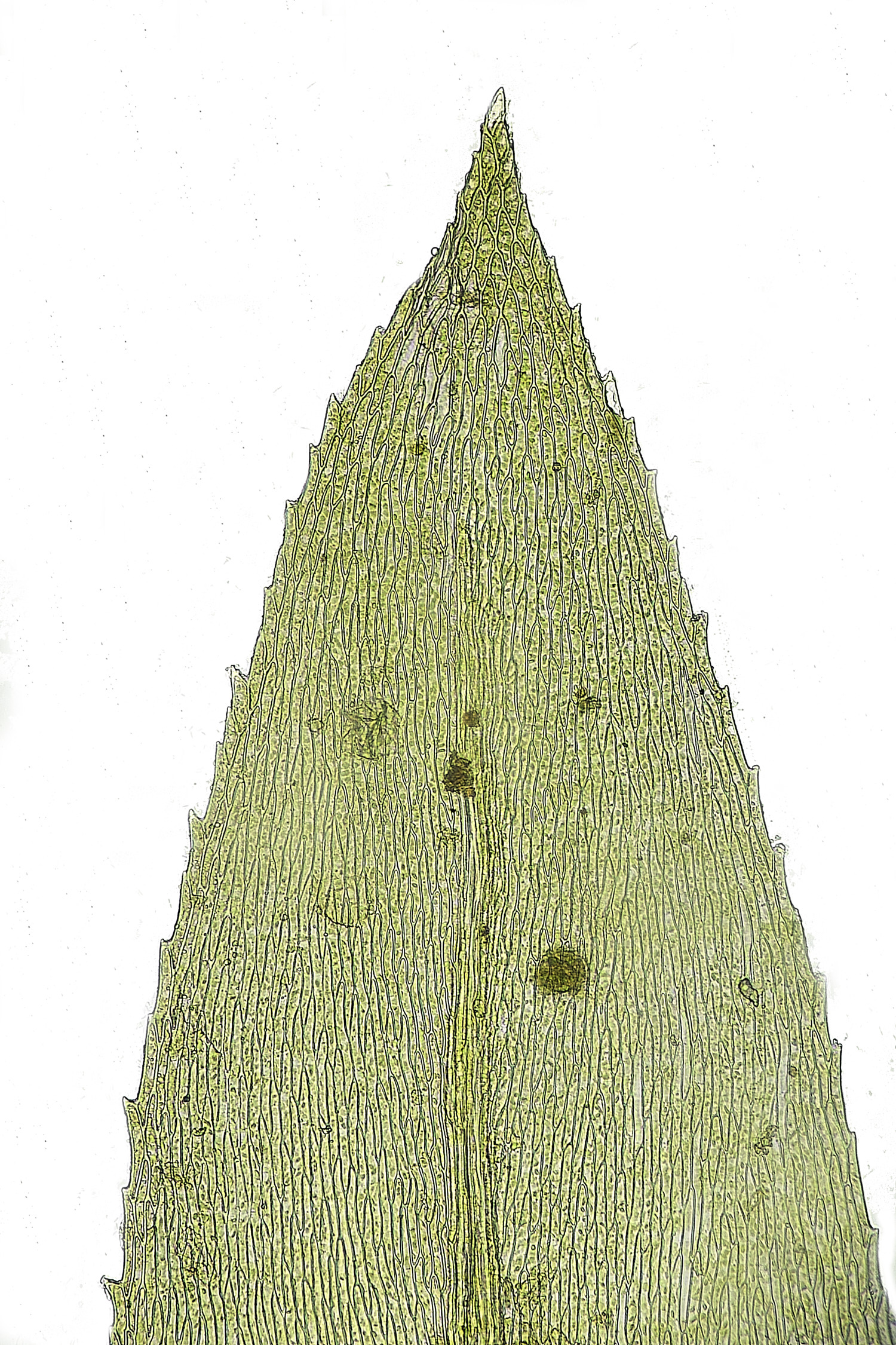 TheNarboroughsOxyrrhynchiumSp300326-1b