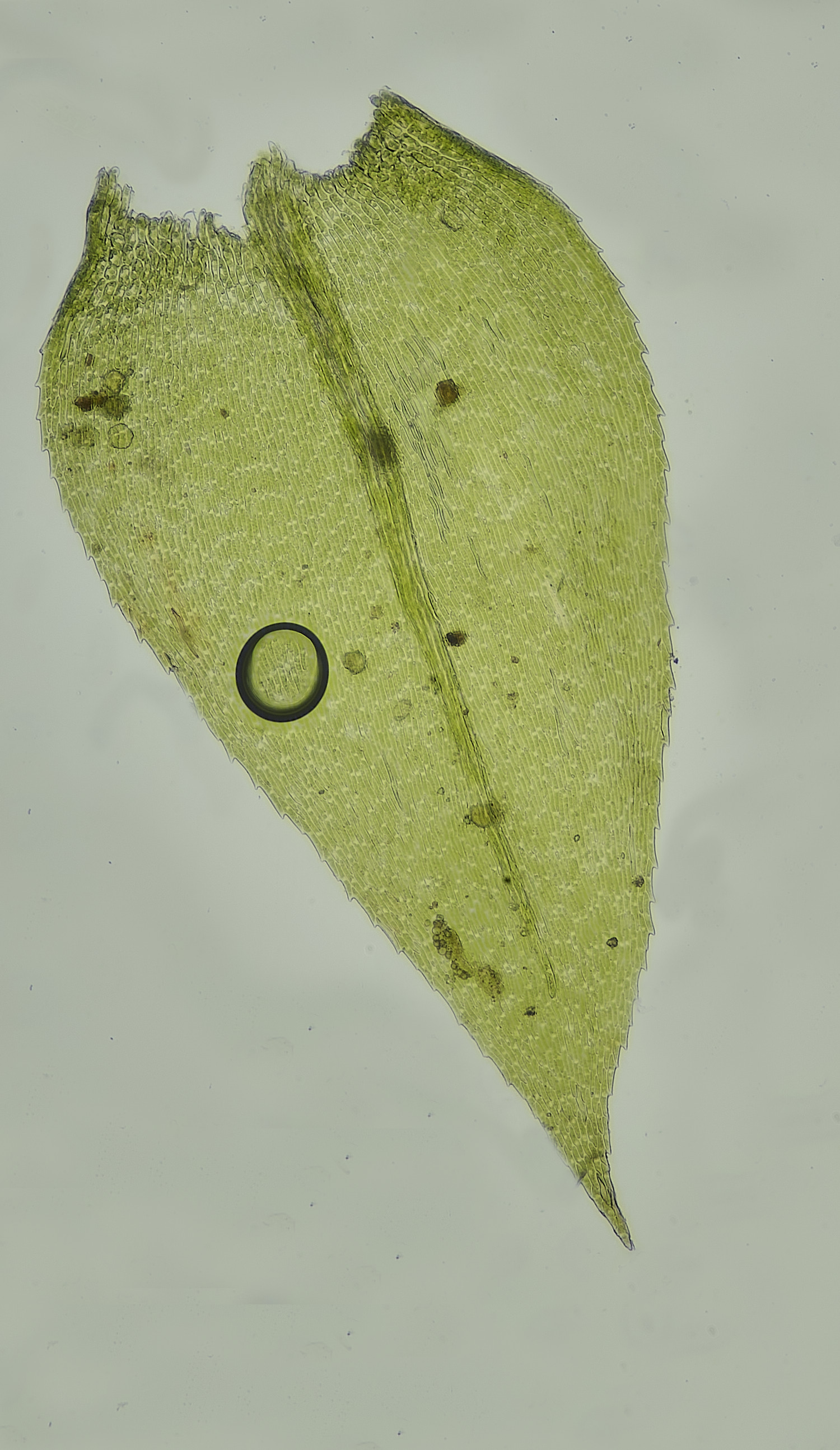 TheNarboroughsOxyrrynchiumspeciosum260326-1