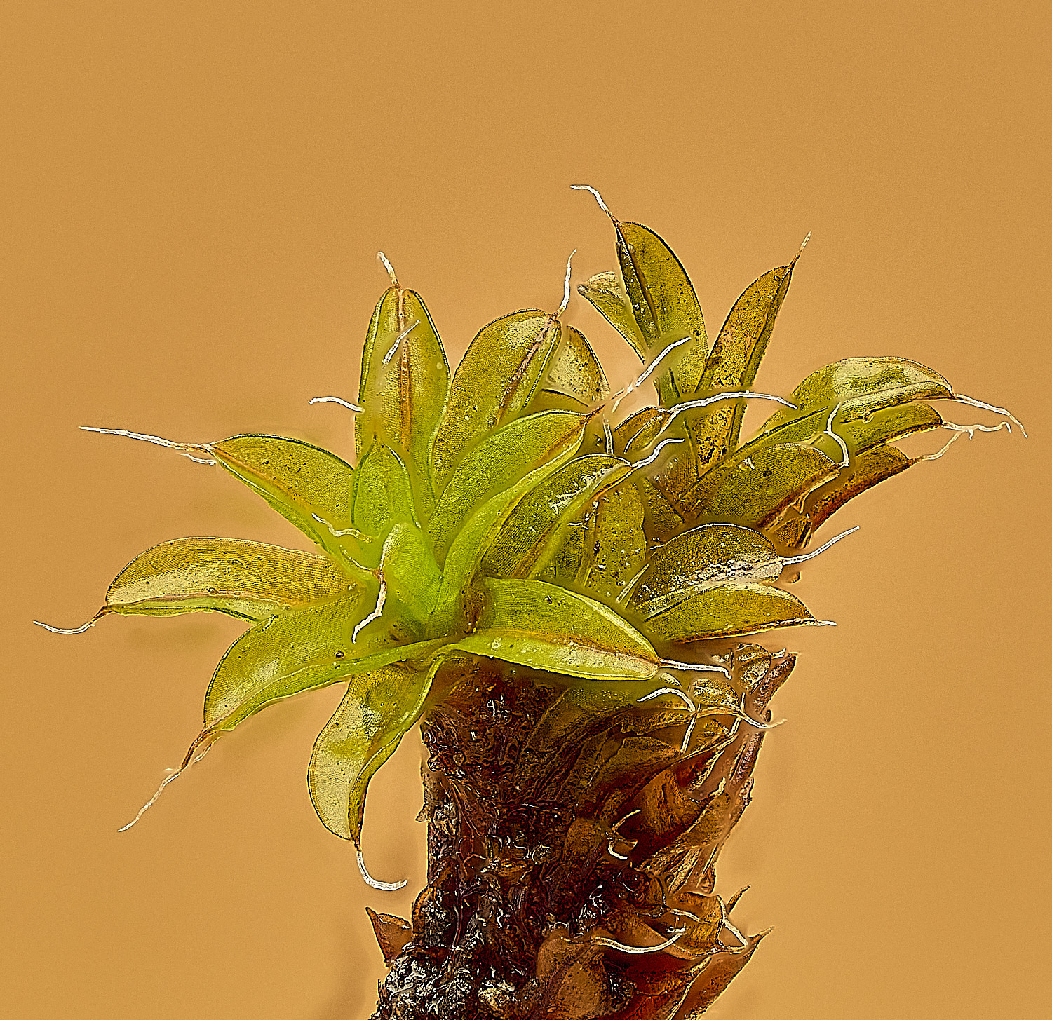 TheNarboroughsSyntrichiaintermedia260326-2