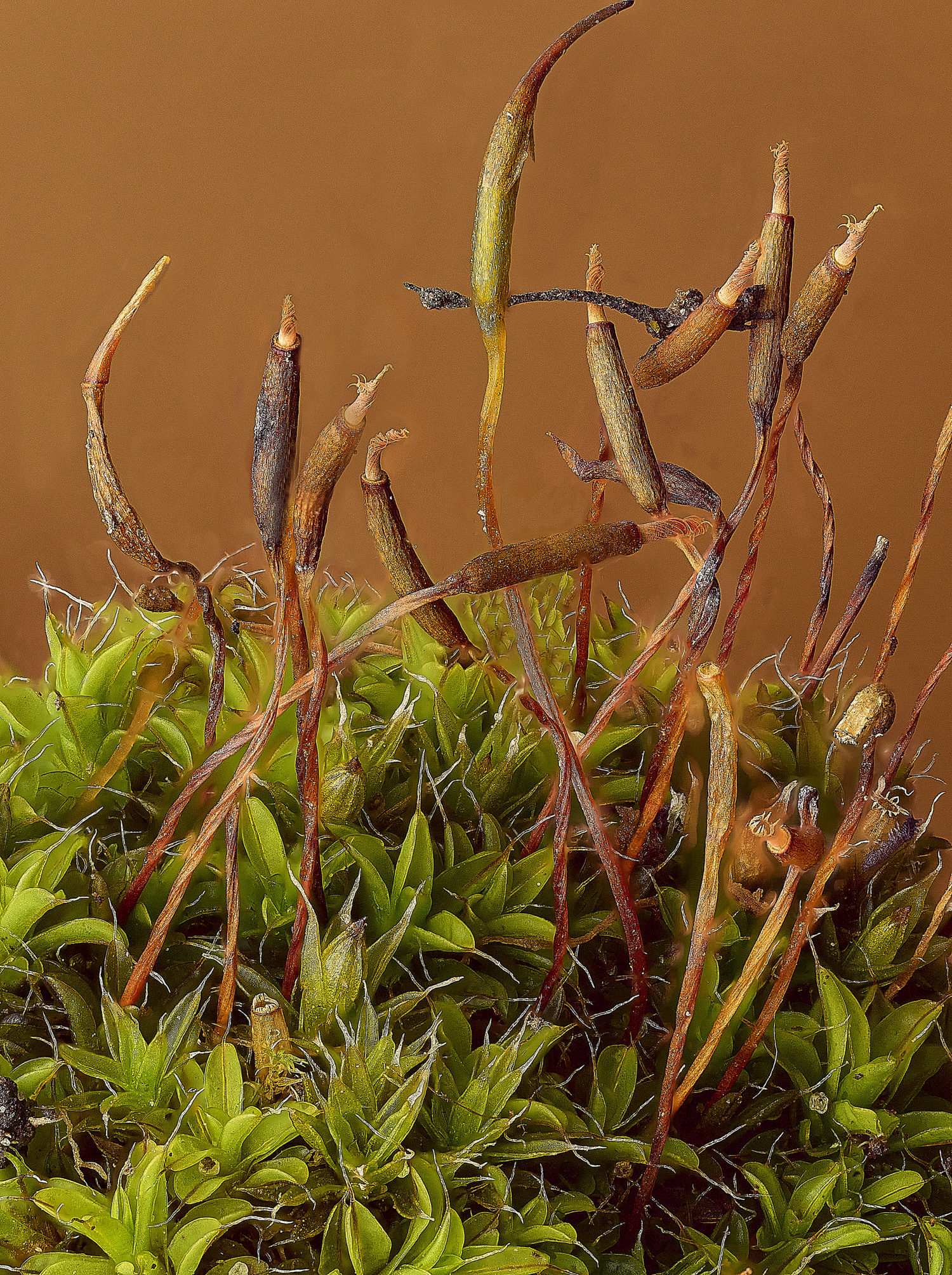 TheNarboroughsSyntrichiamontana290326-1 1