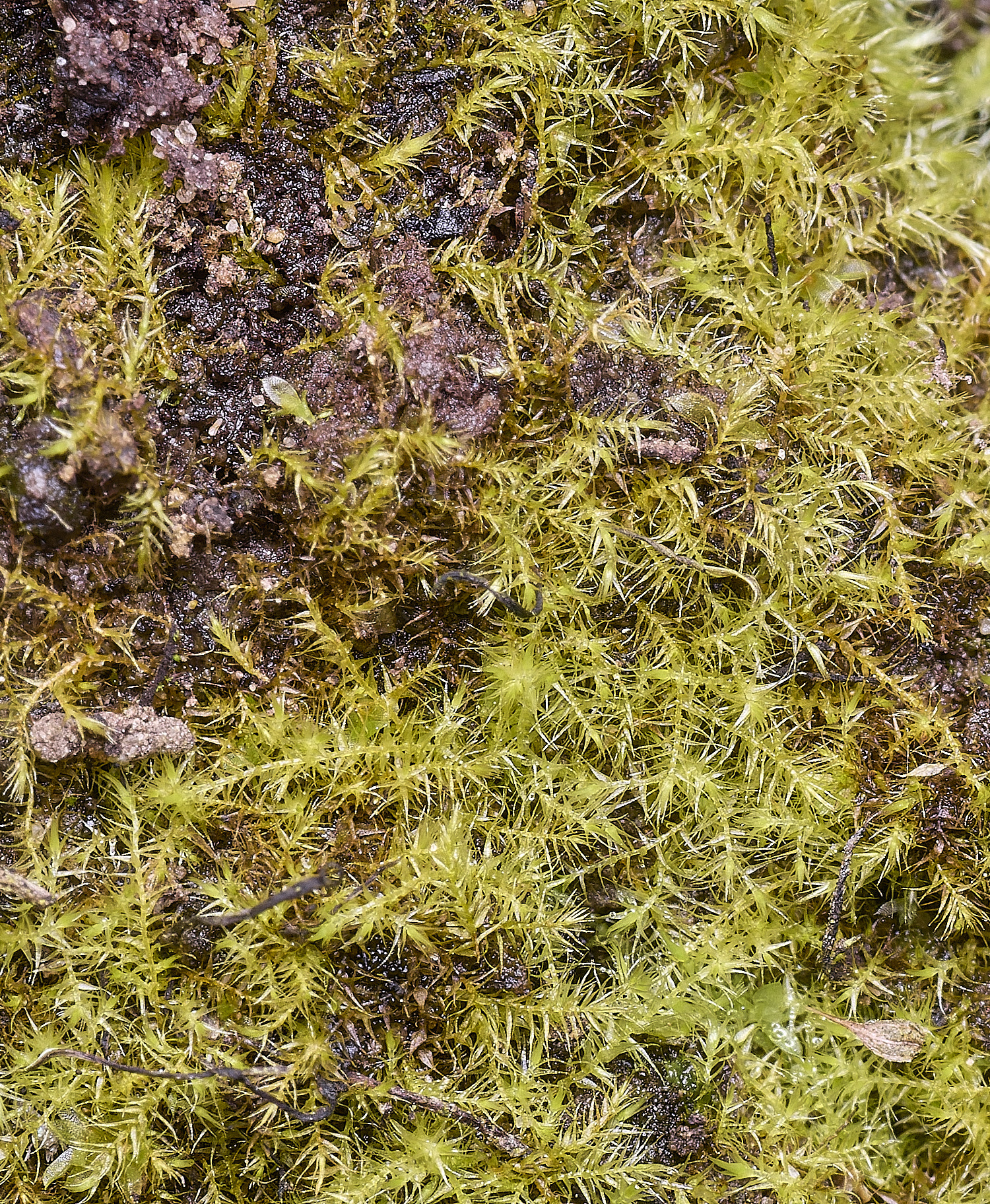 TheNarboroughsThreads290326-1