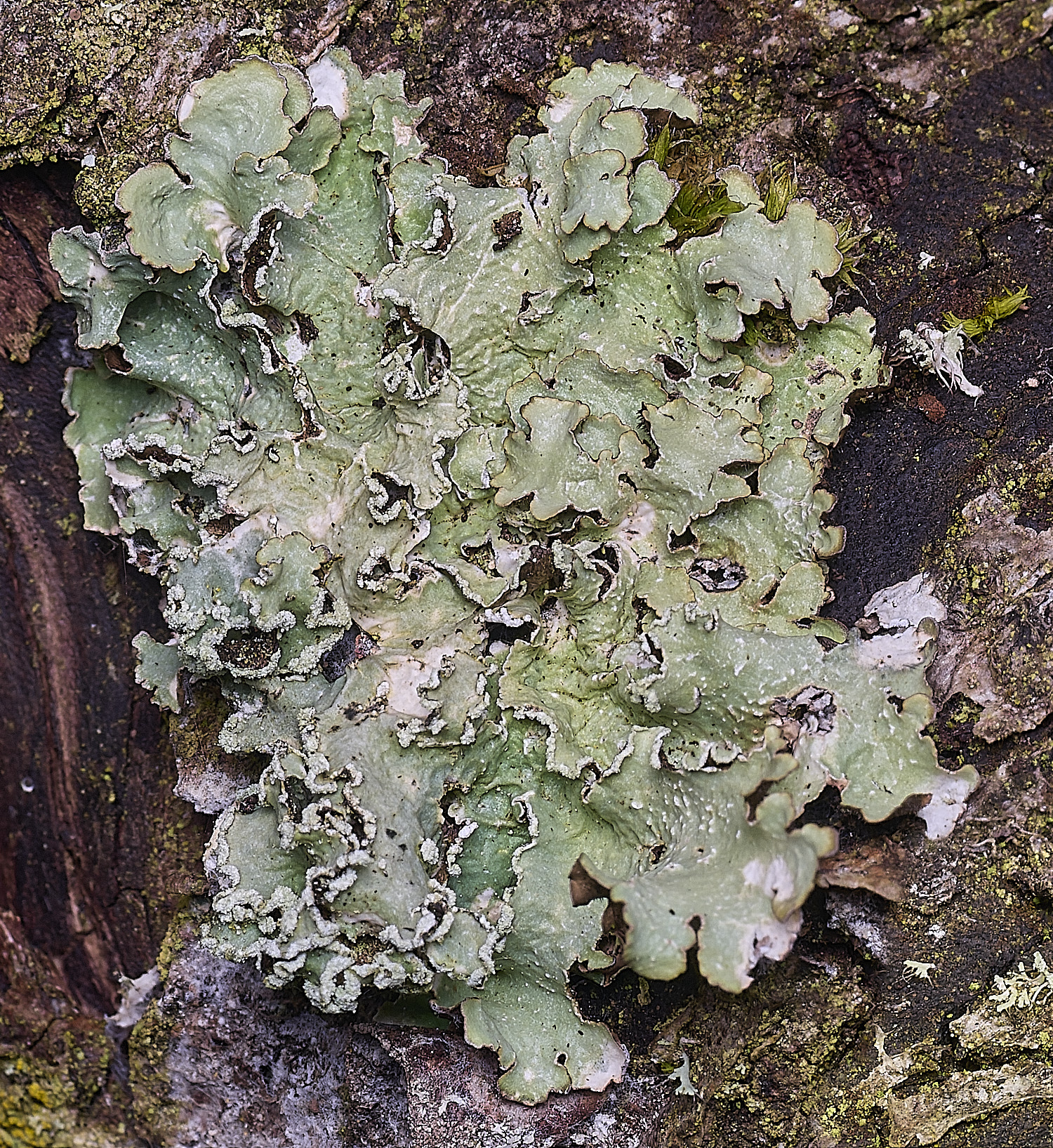 ThwaiteCommonLichen1090326-1
