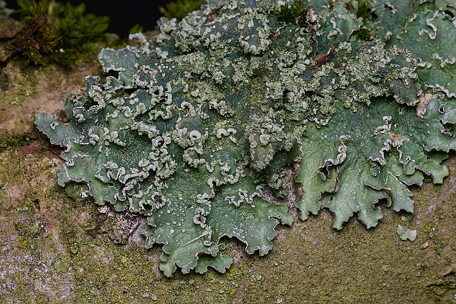 ThwaiteCommonLichen2090326-1