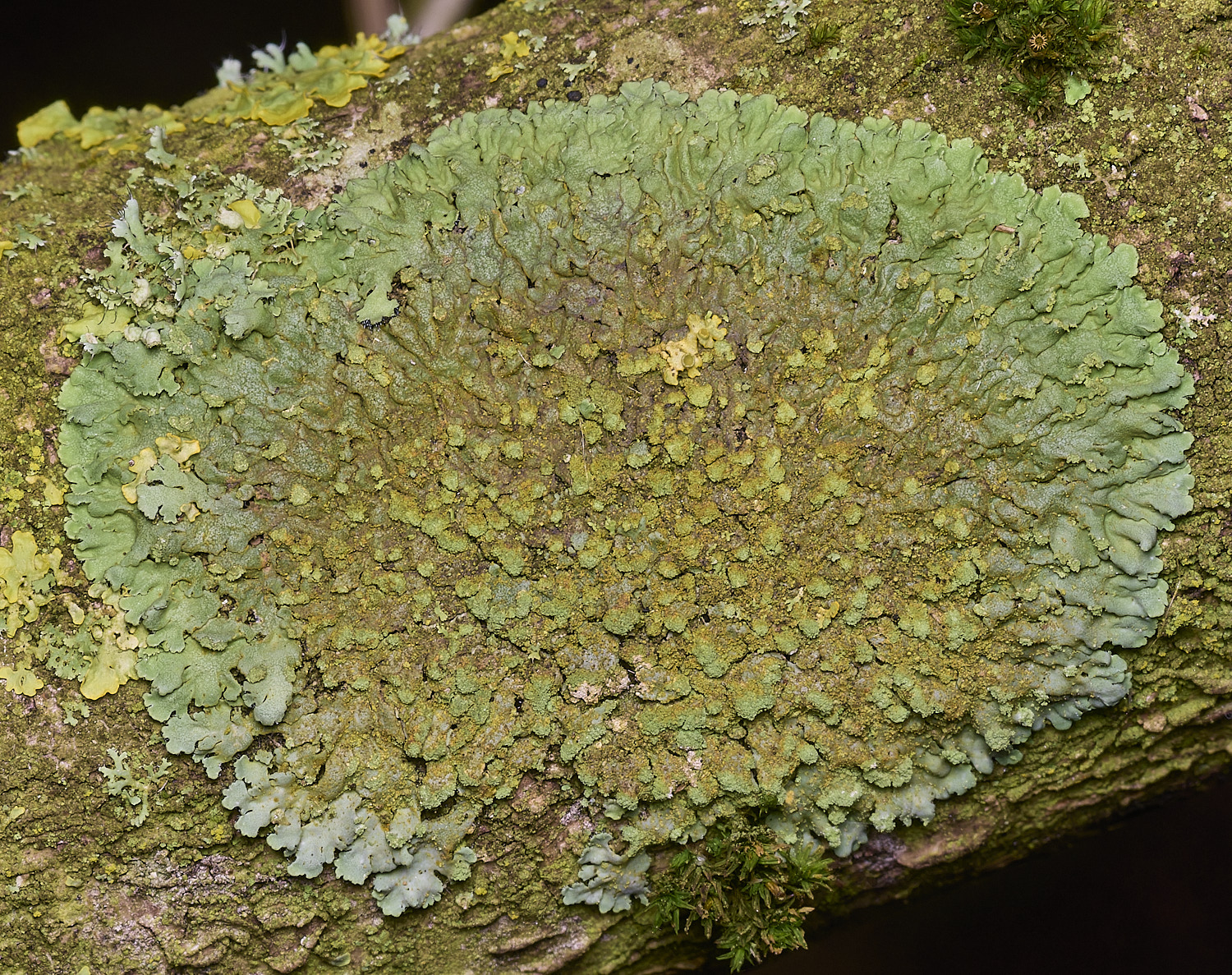 ThwaiteCommonLichen3090326-1