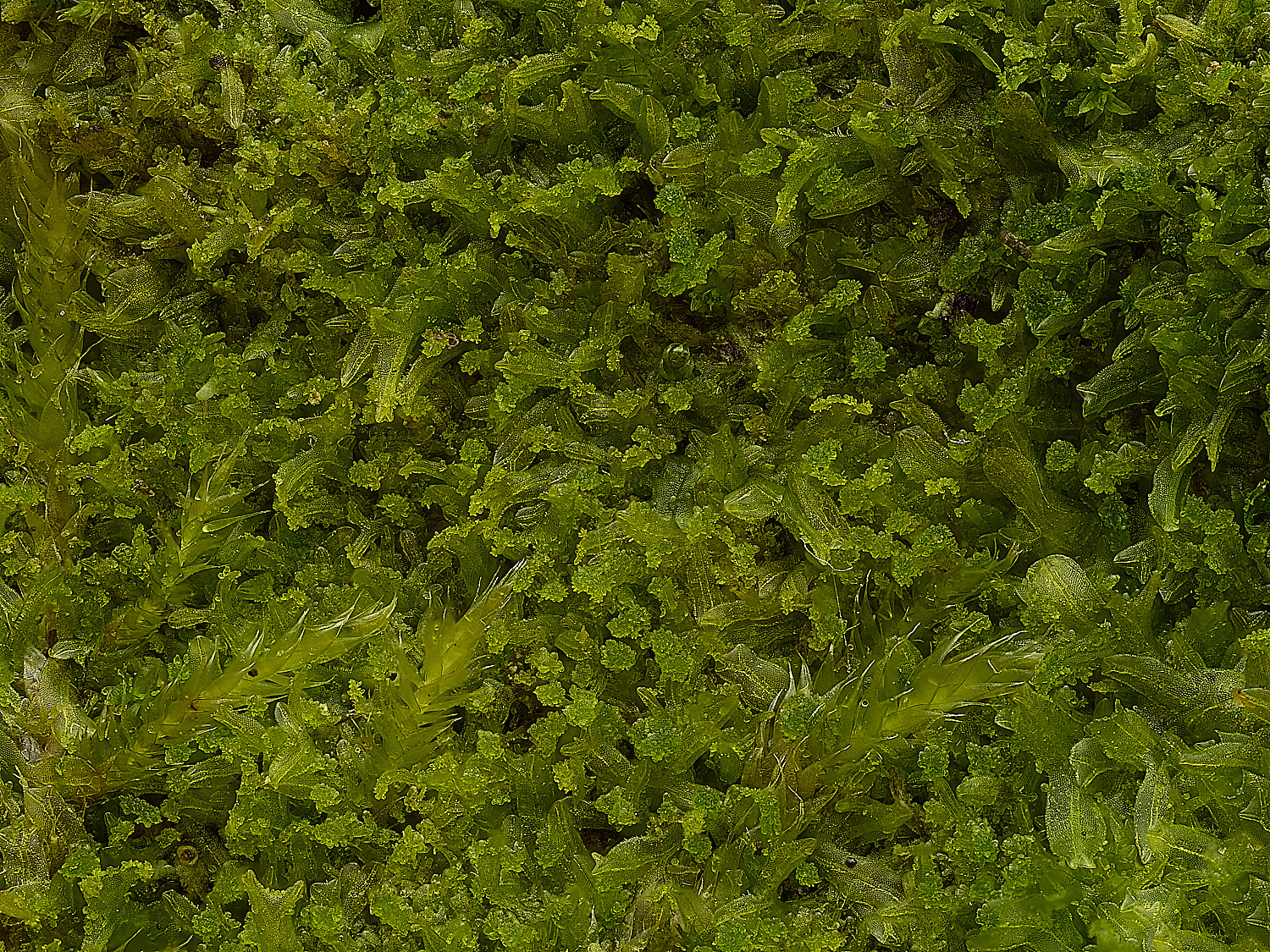 ThwaiteCommonMetzgeriaviolacea090326-1