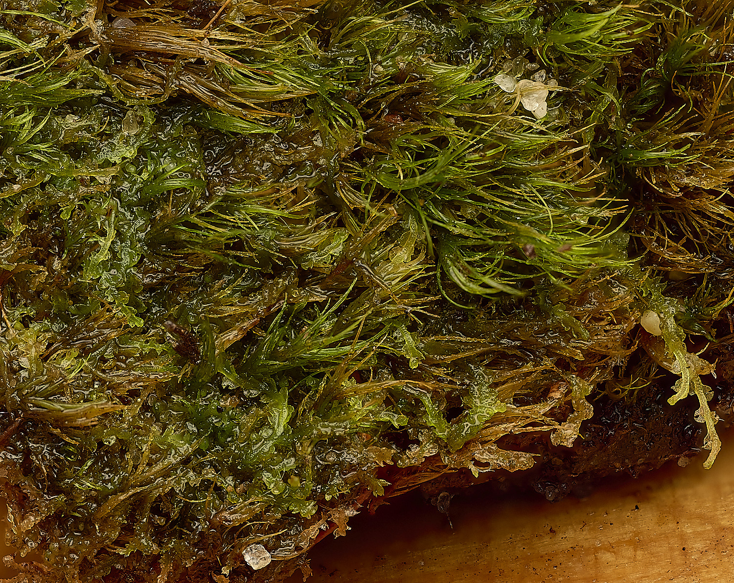 WaveneyForestCconnivens010226-3