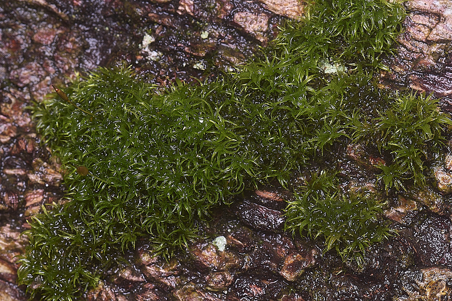 WaveneyForestDcirrata010226-2