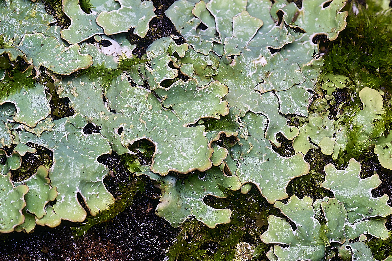 WaveneyForestLichen1010226-1