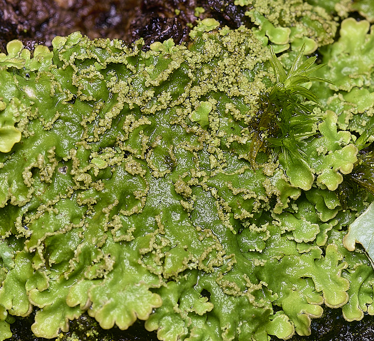 WaveneyForestLichen2010226-1
