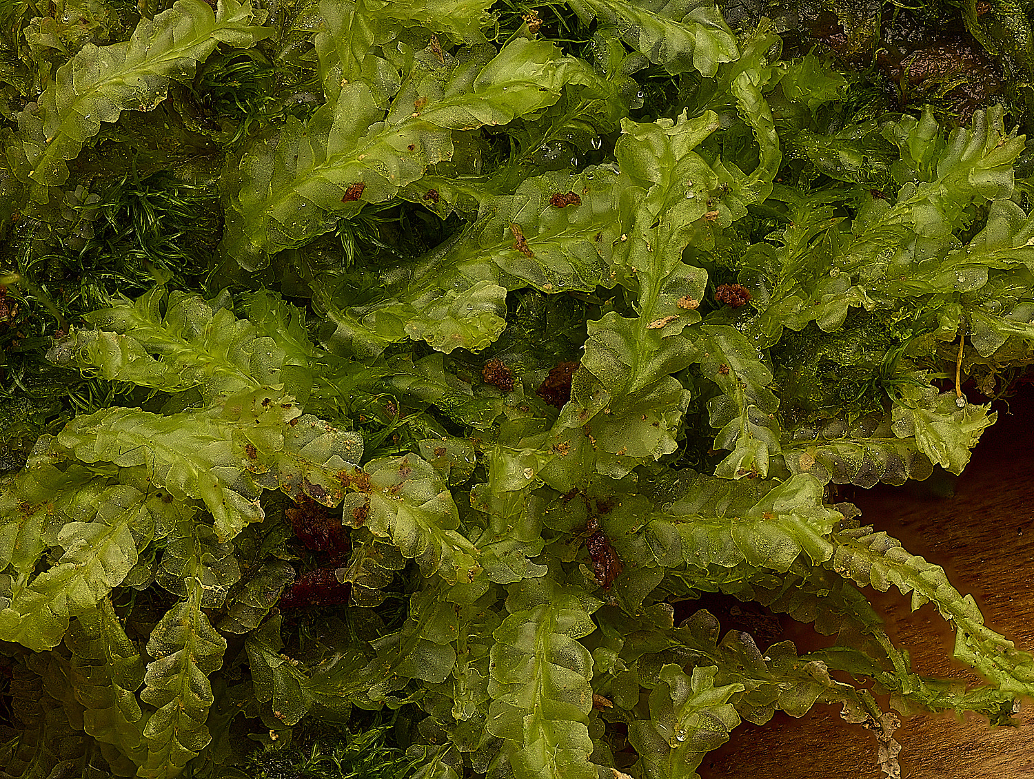 WaveneyForestLsemeteres010226-2