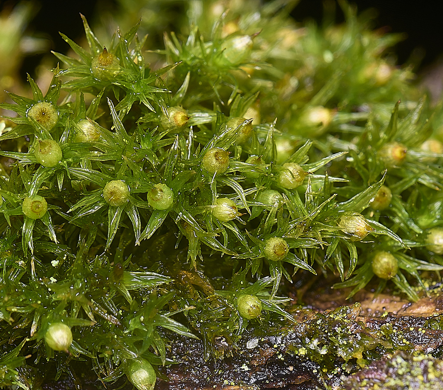 WaveneyForestOrthotrichumstriatum010226-2