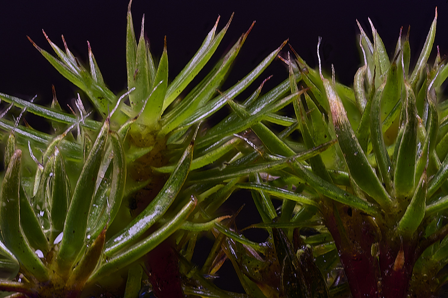 WaveneyForestPolytrichums010226-1