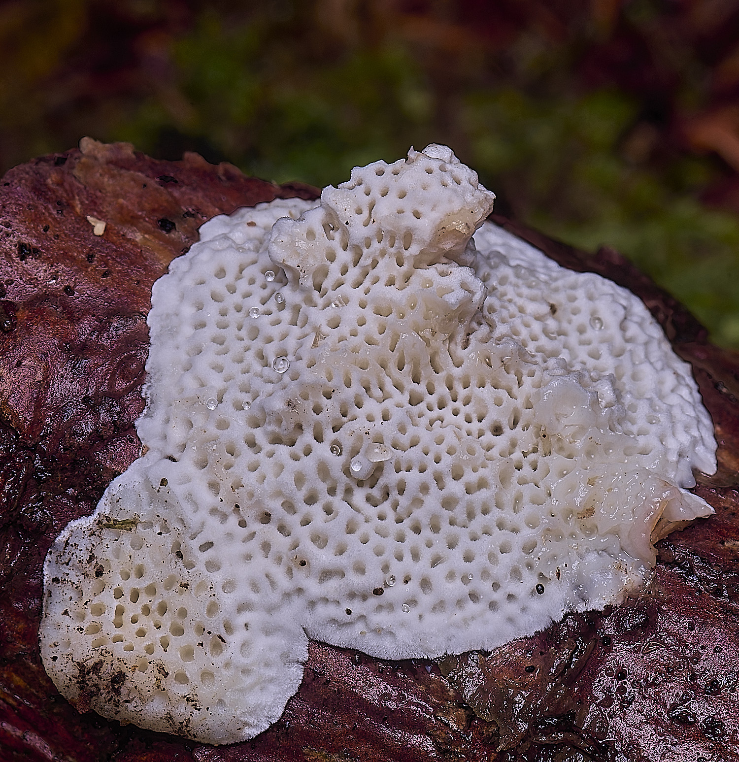 WaveneyForestPostiaSp010226-3