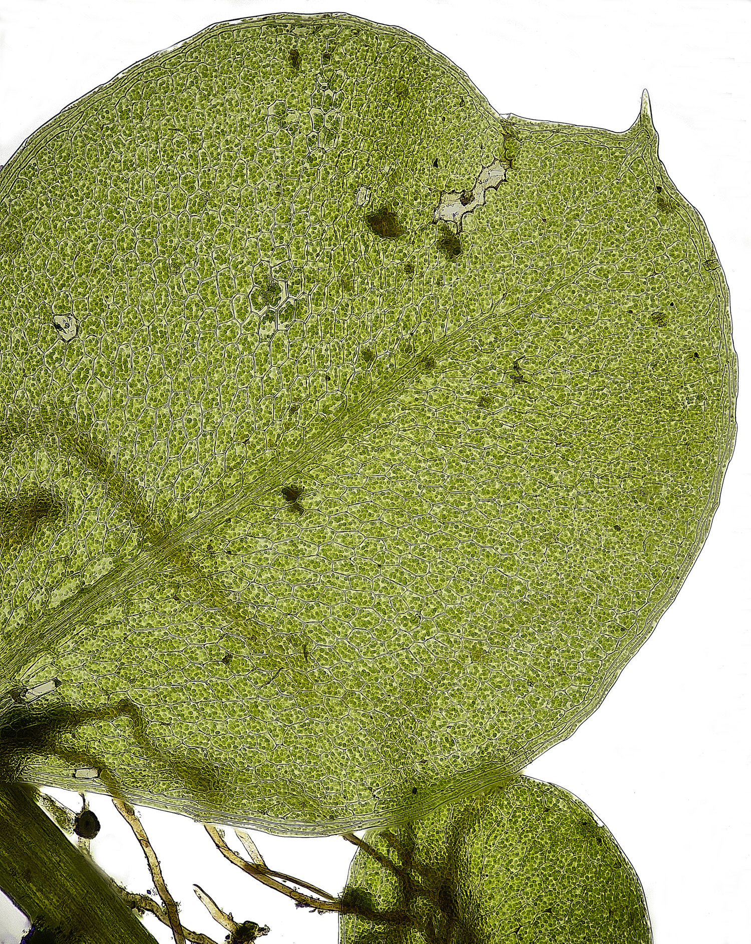 WaveneyForestProstratum010226-2 1