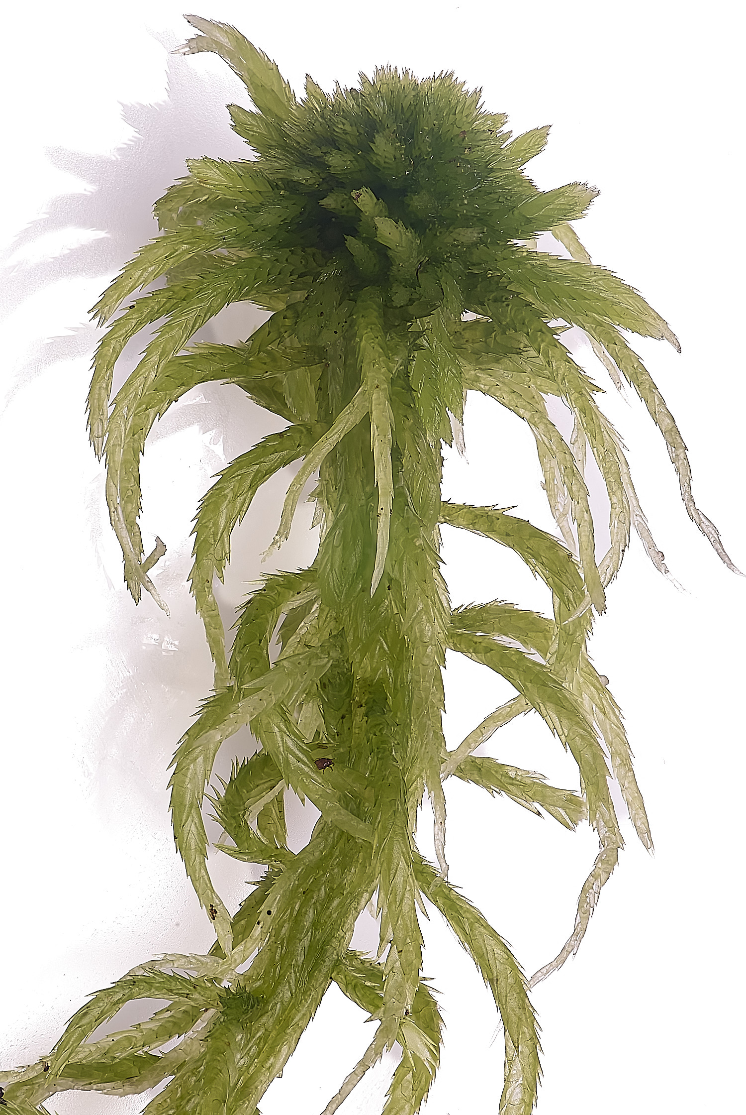 WaveneyForestSphagnumfallax010226-4