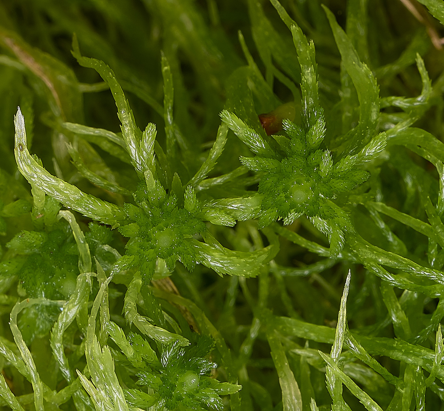 WaveneyForestSphagnumfimbriatum010226-4