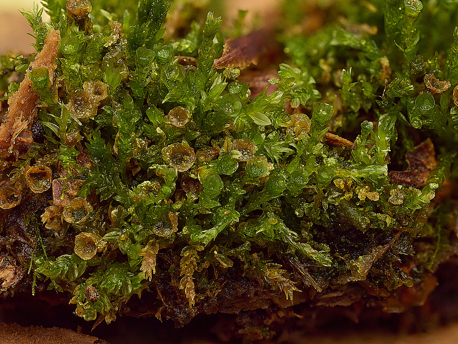 WaveneyForestTetraphispellucida010226-2