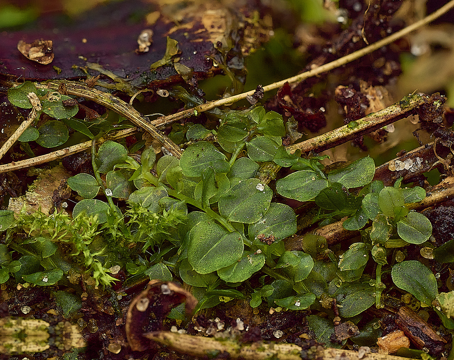 WavenyForestProstrata010226-2 1