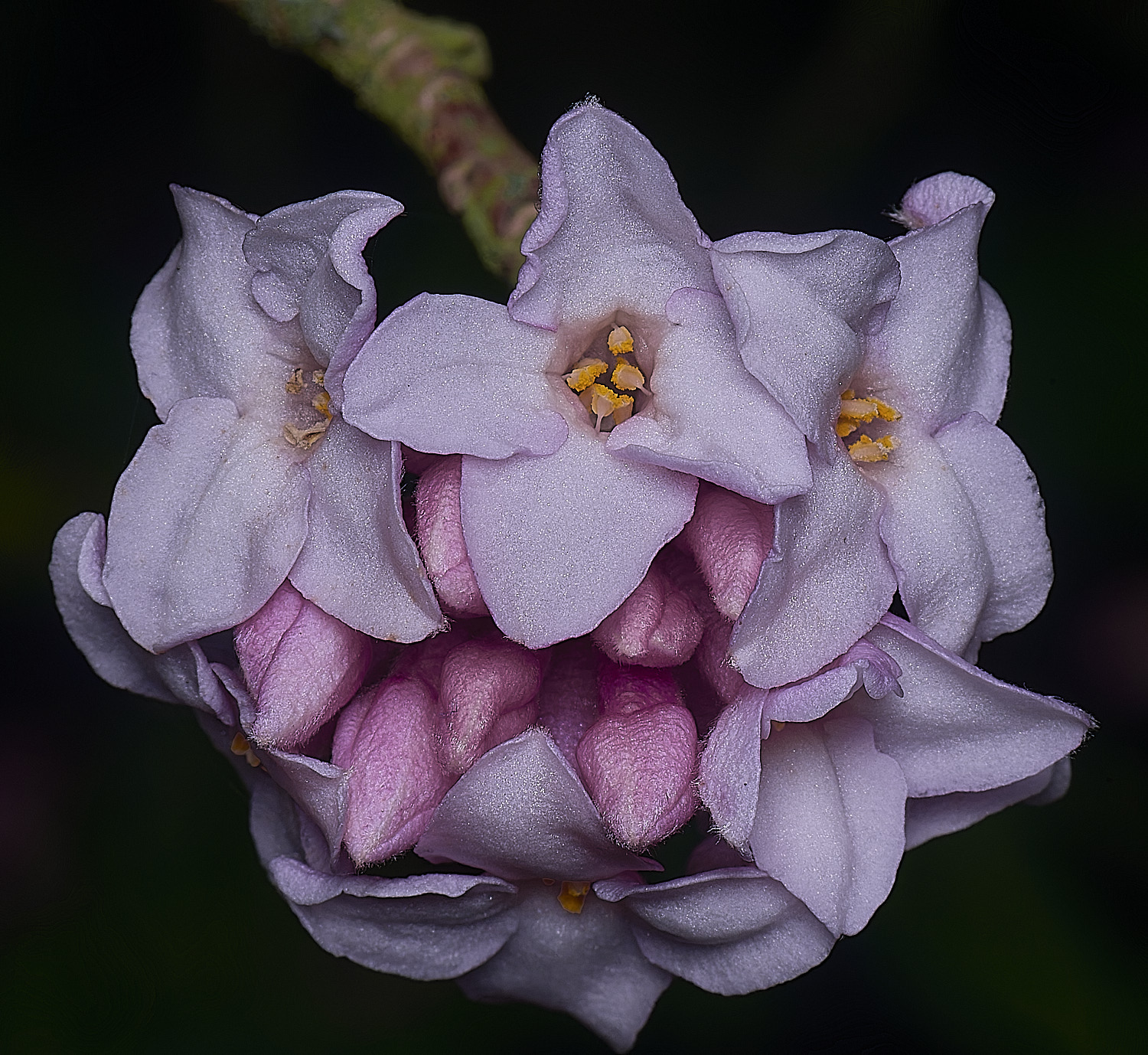 WestBeckhamDaphneJaquelinePostil250126-2