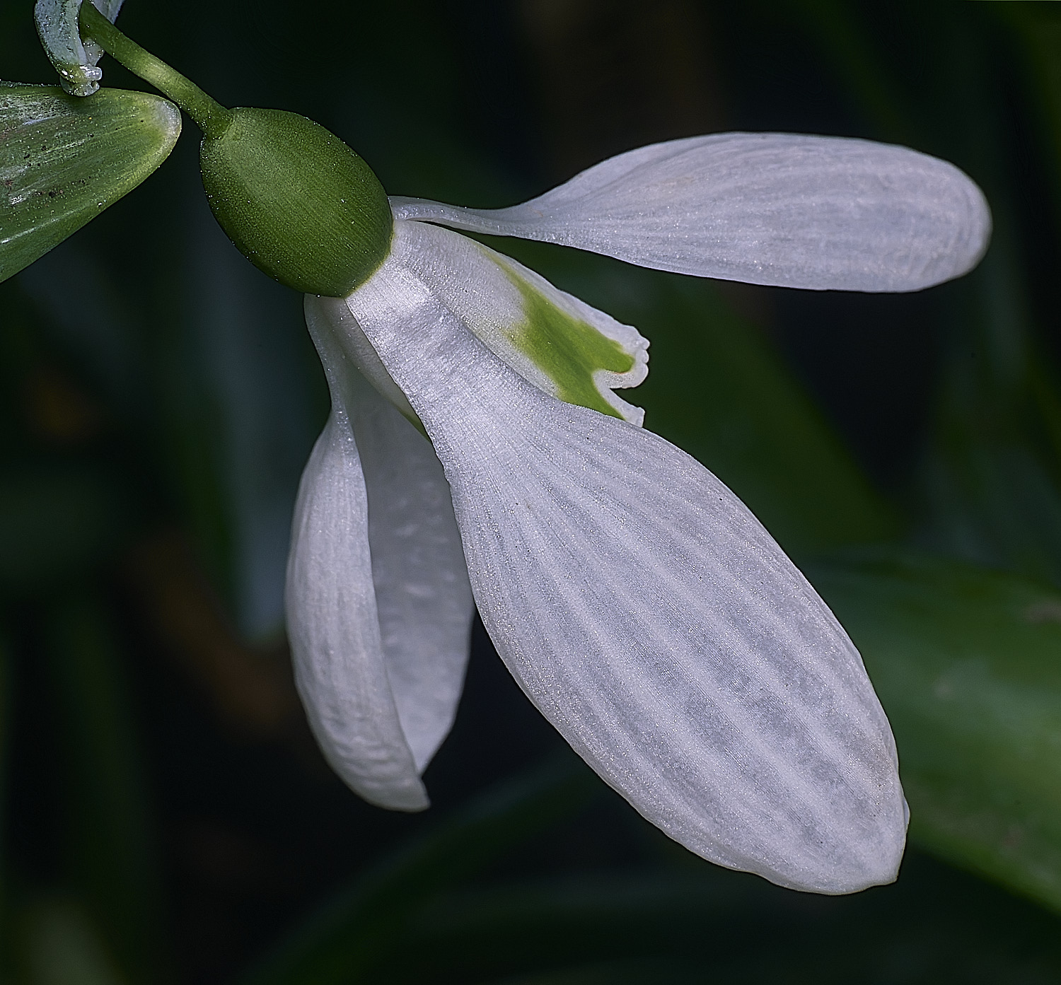 WestBeckhamGAngelusEarly250126-1