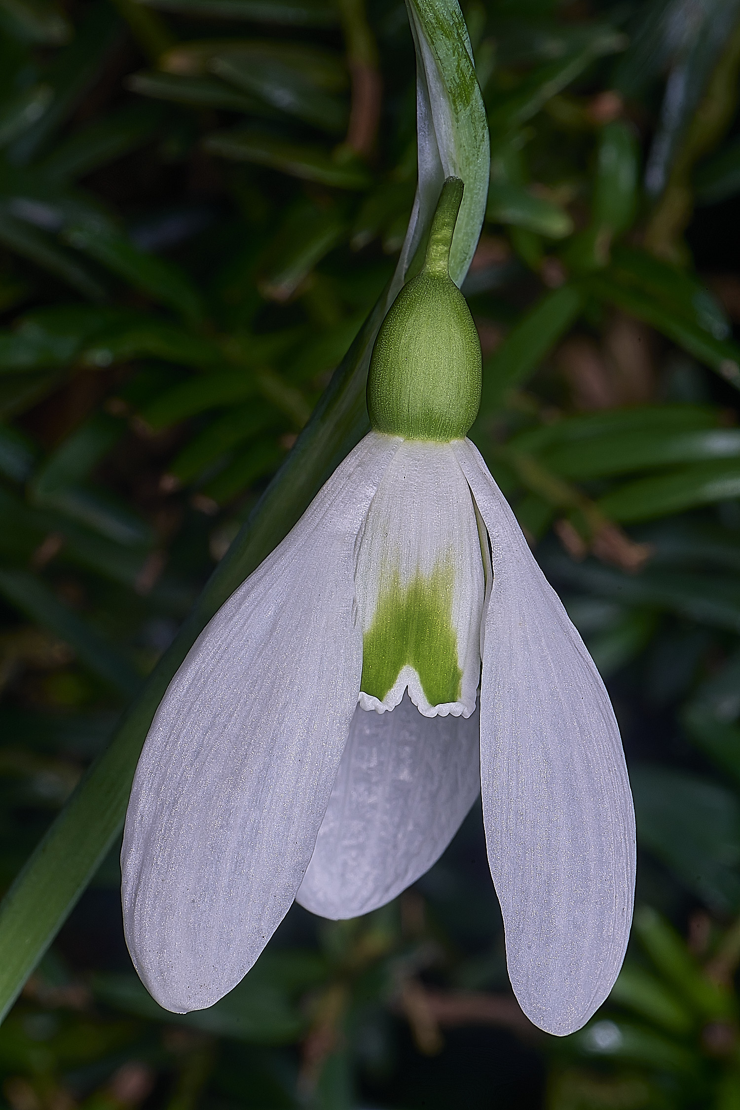 WestBeckhamGAngelusEarly250126-3