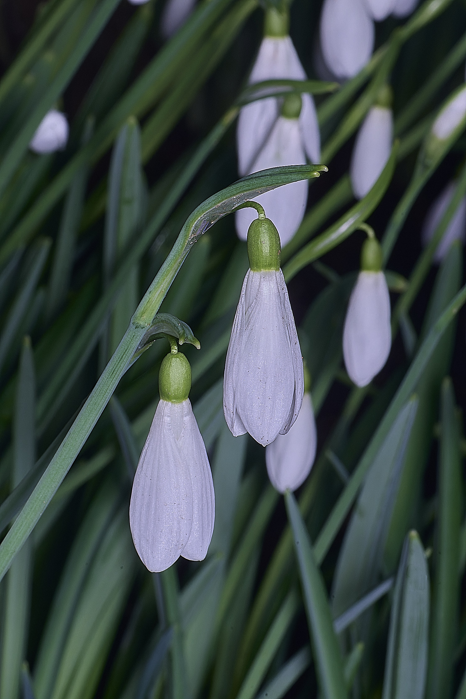 WestBeckhamGAtkinsii250126-1