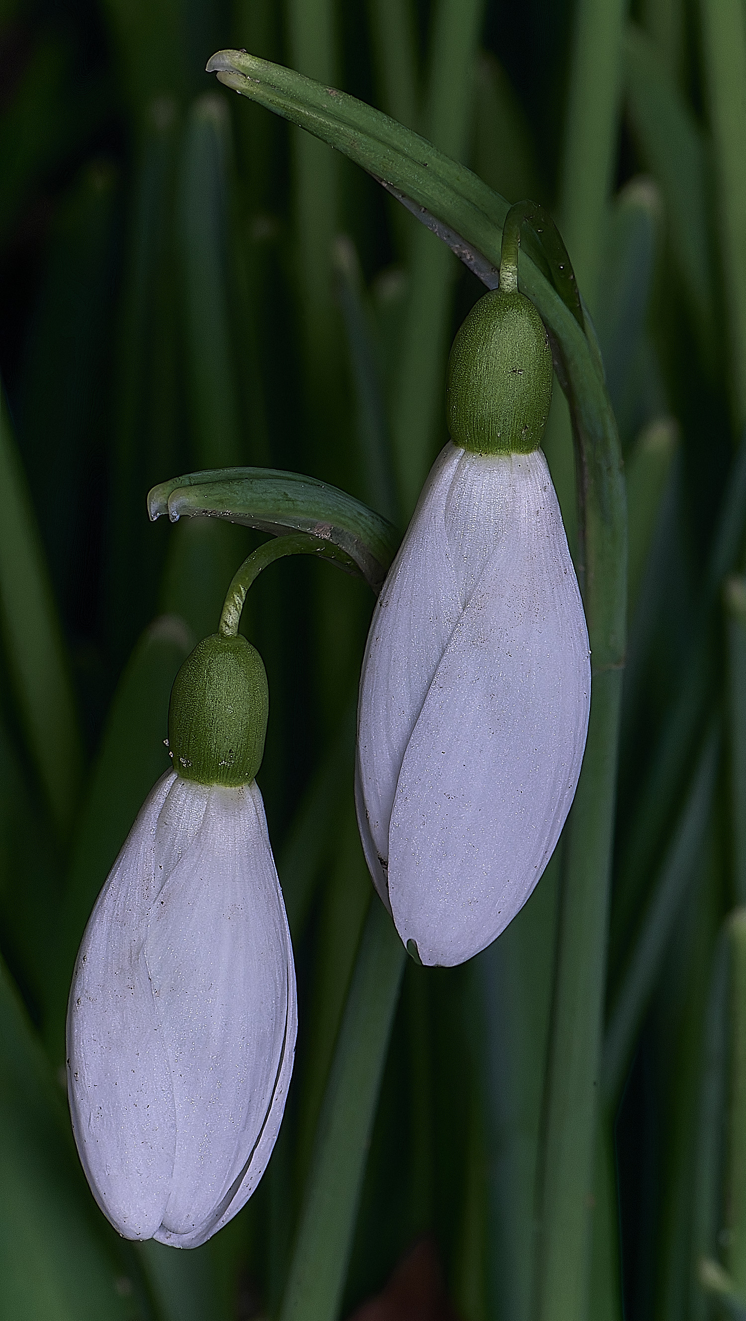 WestBeckhamGAtkinsii250126-2