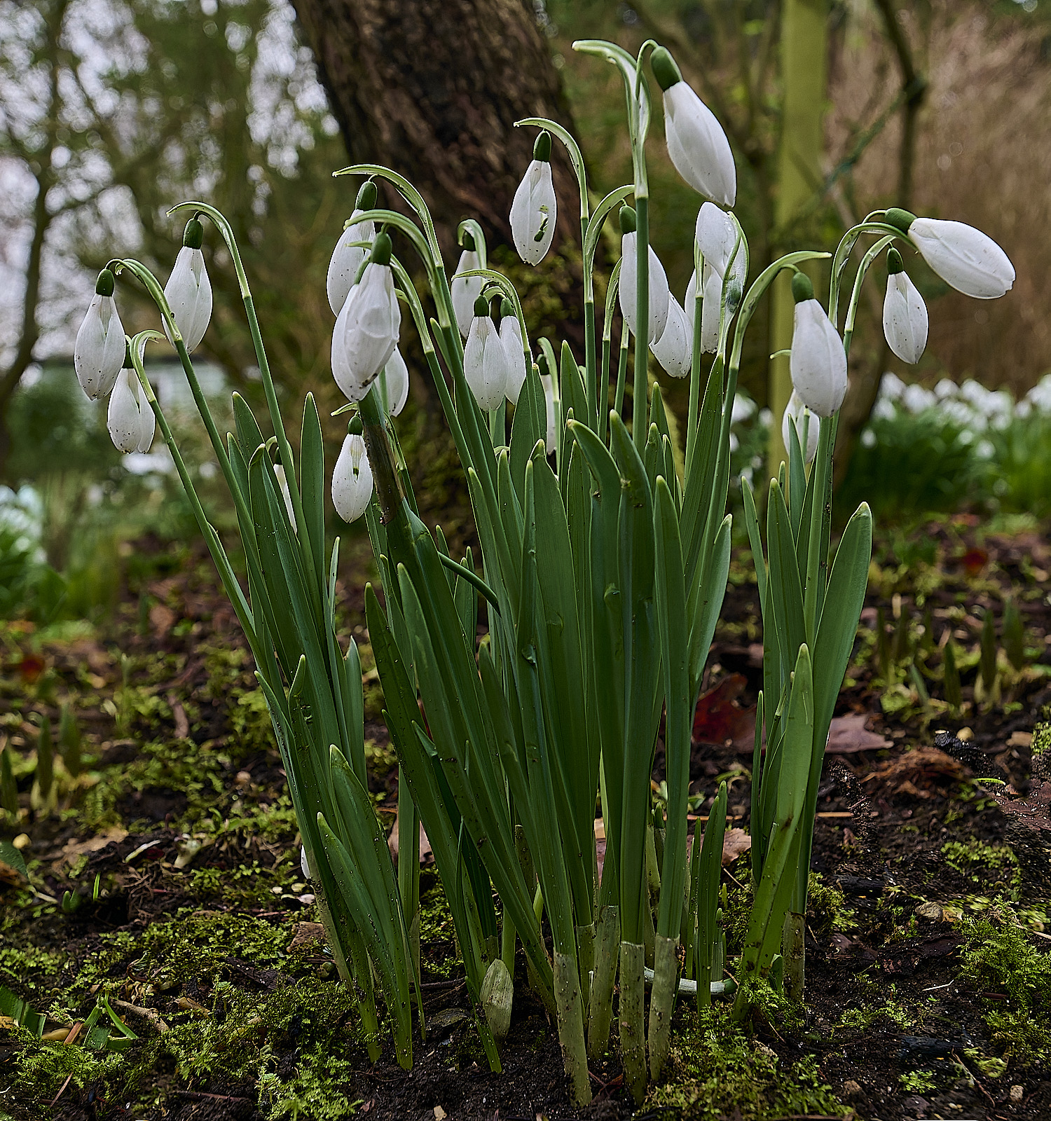 WestBeckhamGBenningtonLordship250126-2