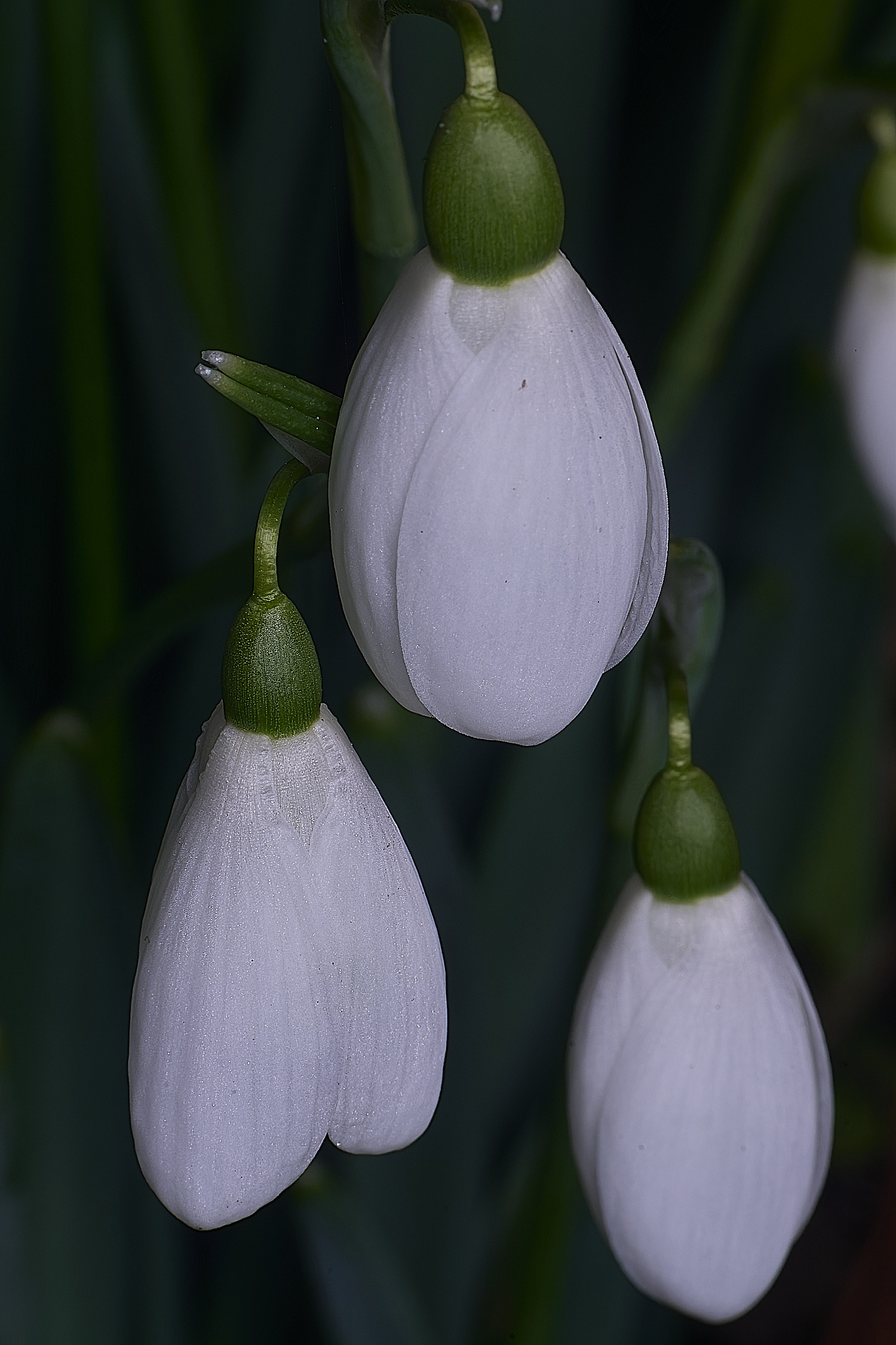 WestBeckhamGByfieldsSpecial250126-1