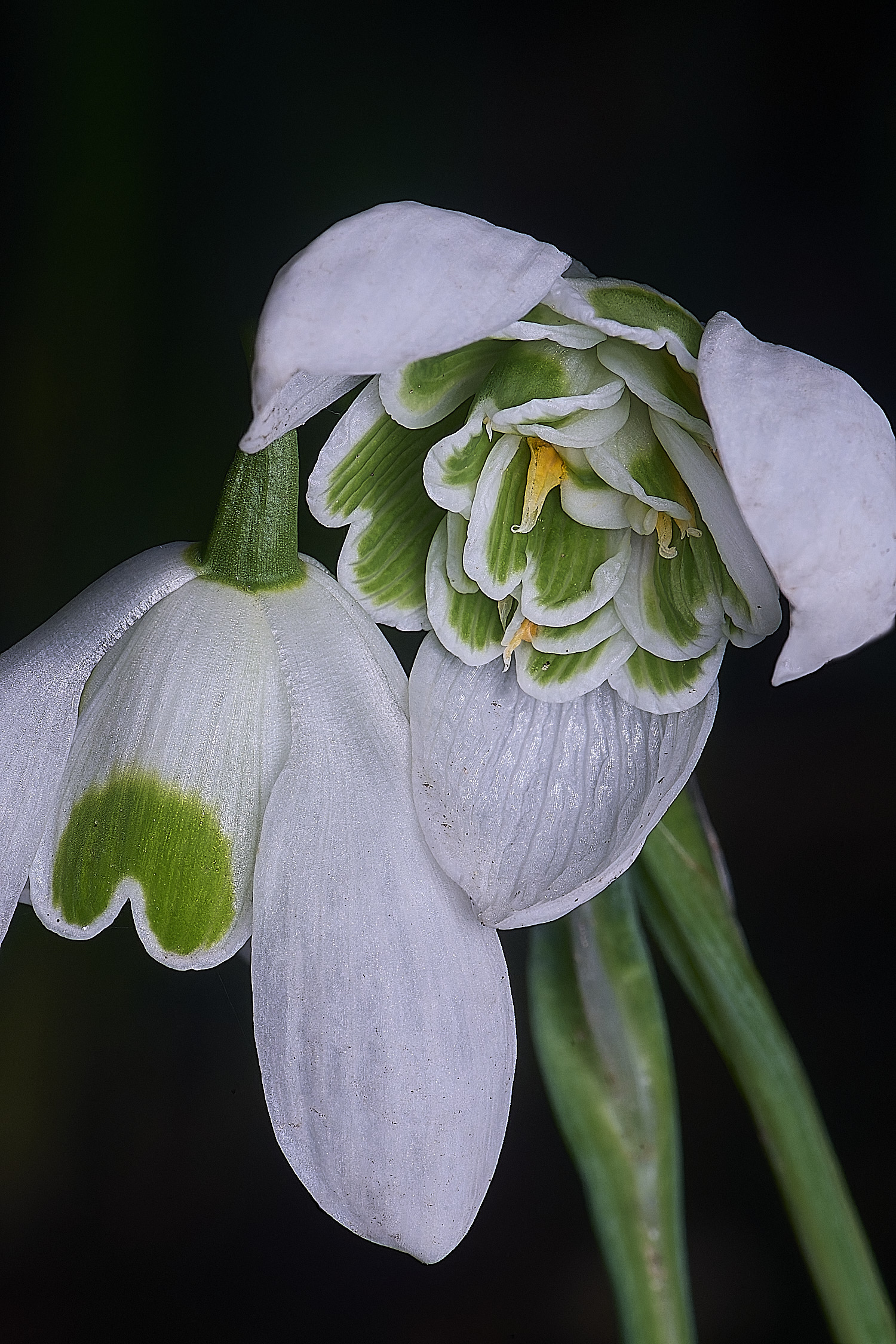 WestBeckhamGDionysys250126-3