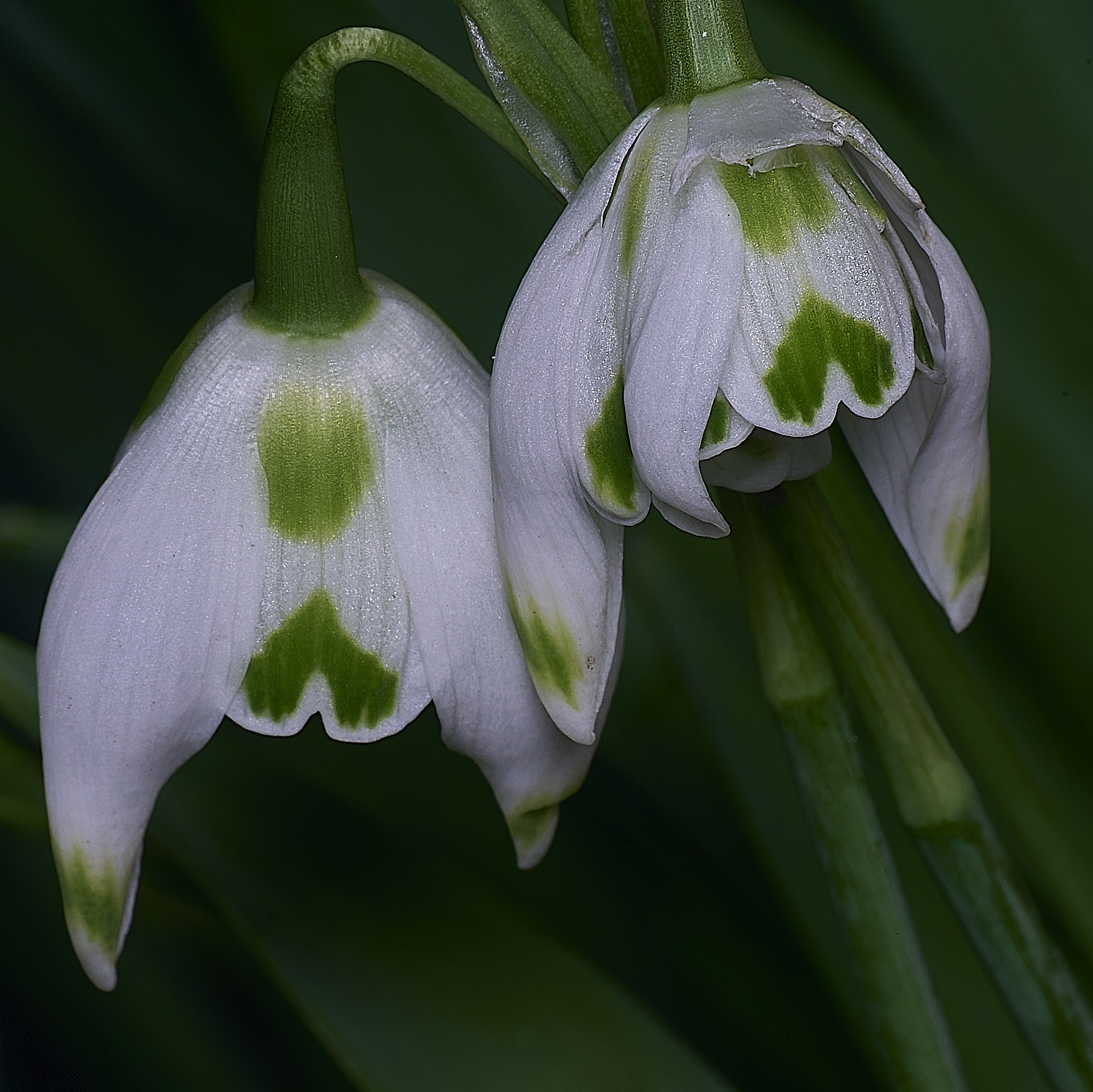 WestBeckhamGFransJoseph250126-4