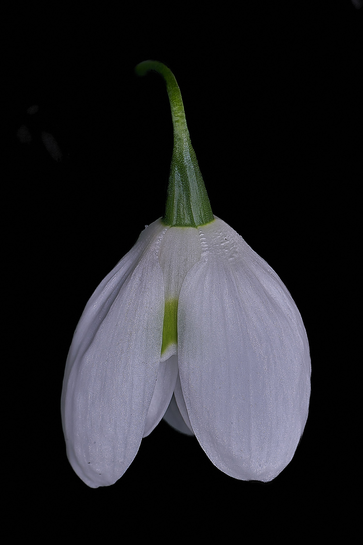 WestBeckhamGNatalieGanton250126-1