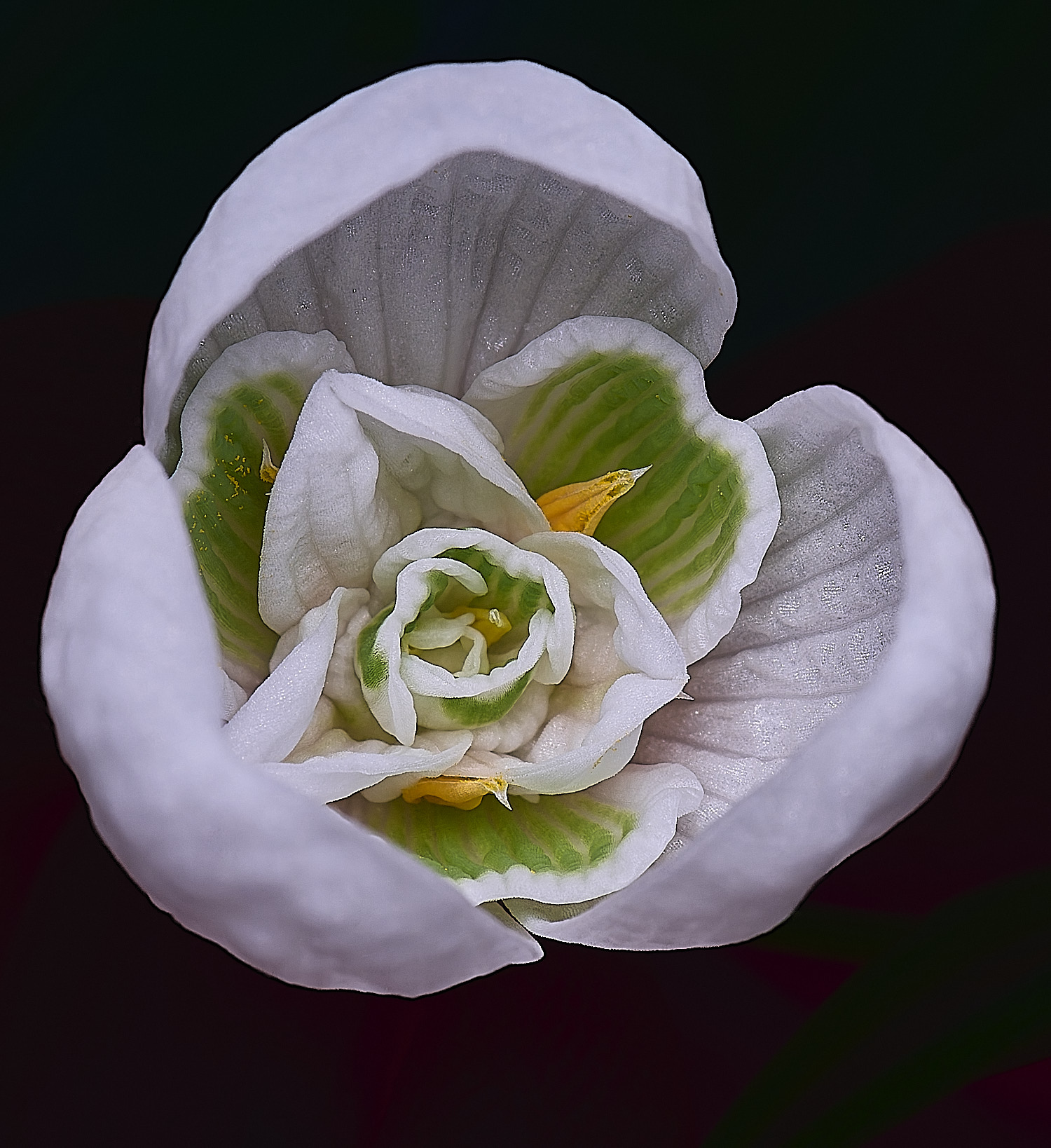 WestBeckhamGNatalieGanton250126-3