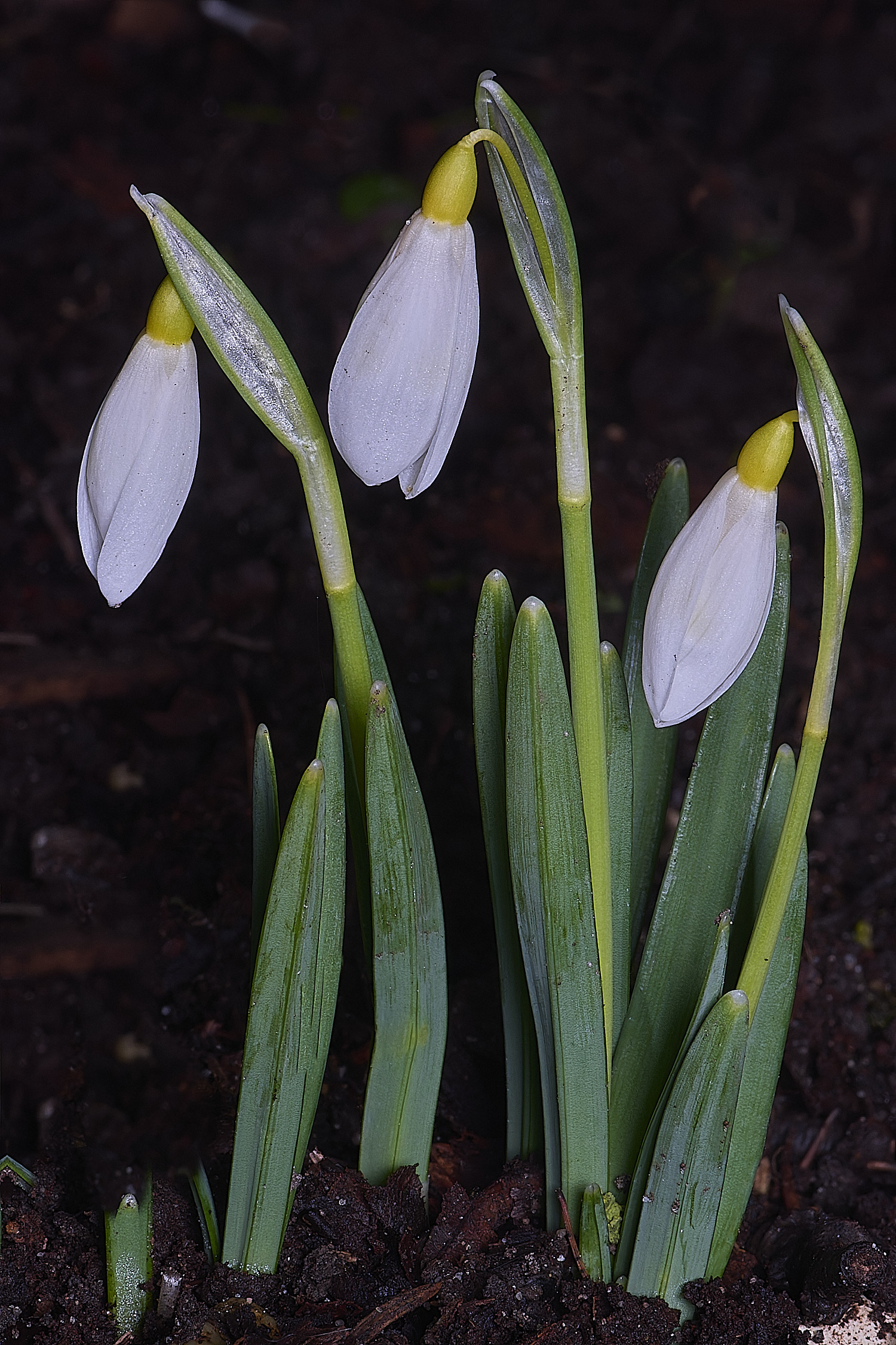 WestBeckhamGRayCobb250126-2