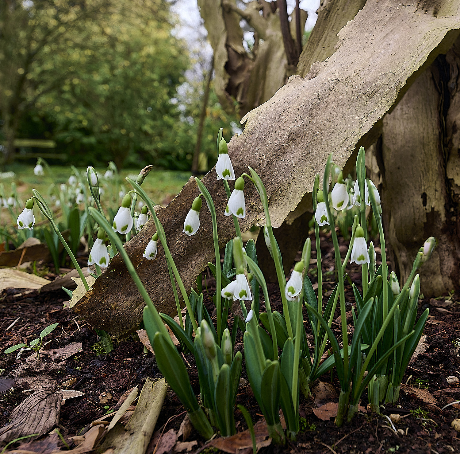 WestBeckhamGTrymlett250126-0