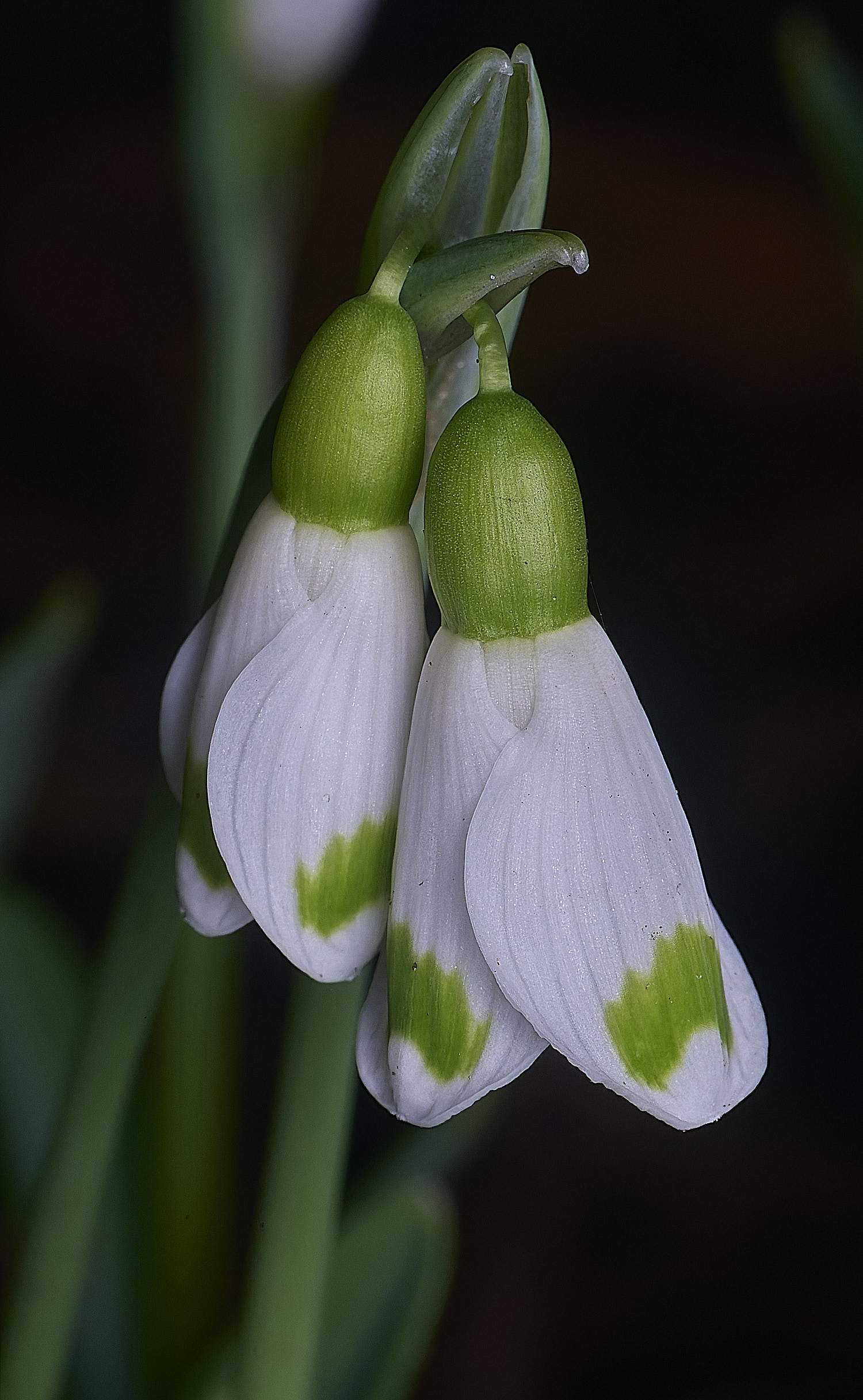 WestBeckhamGTrymlett250126-1