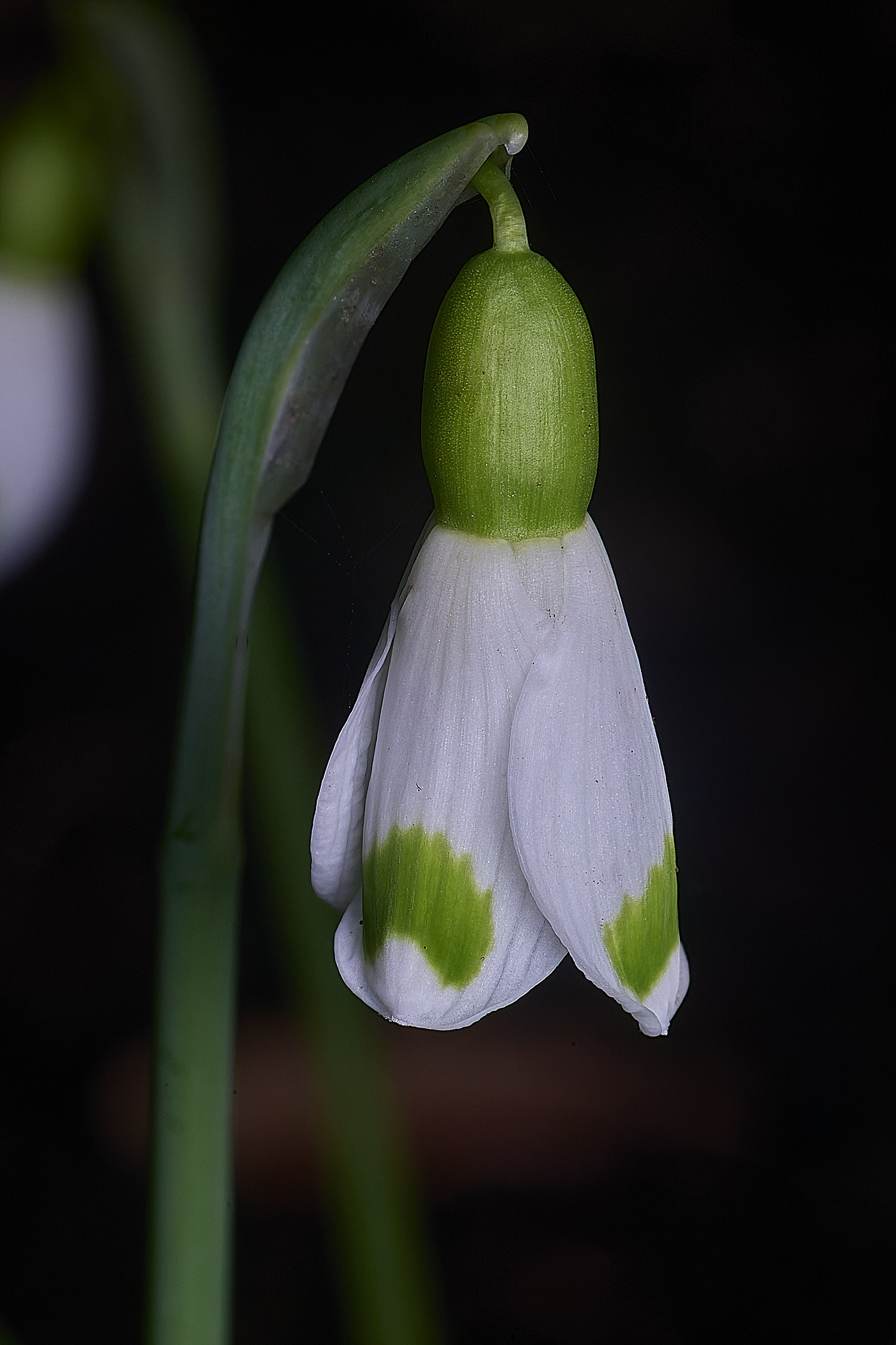 WestBeckhamGTrymlett250126-2