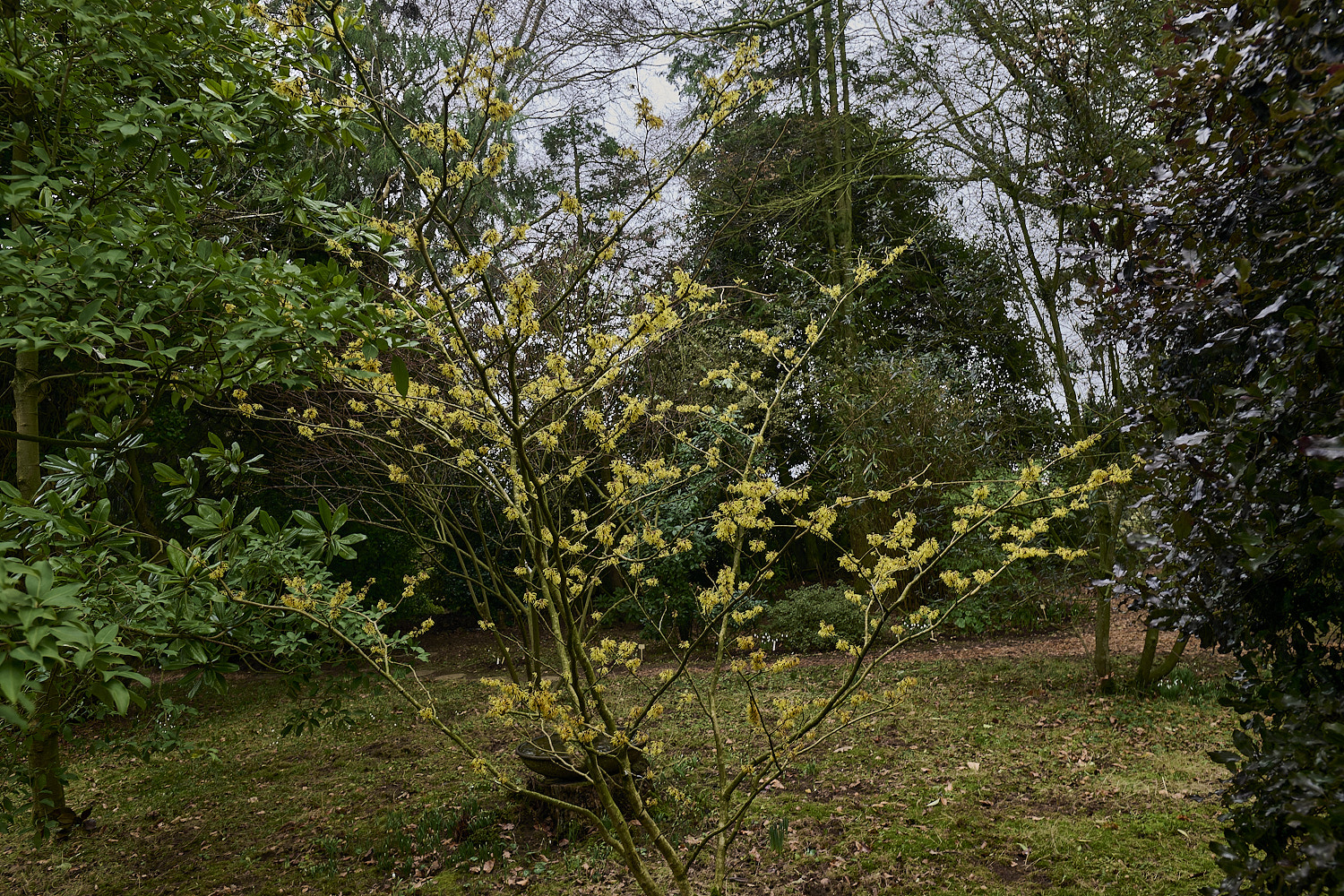 WestBeckhamHamamelisPallida250126-0