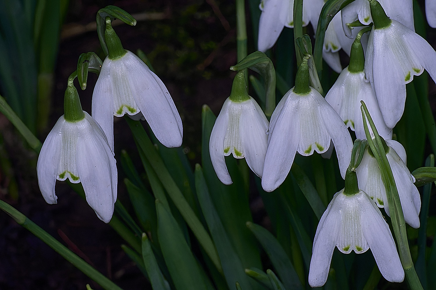 WestBeckhamLadyBeatrixStanley250126-1