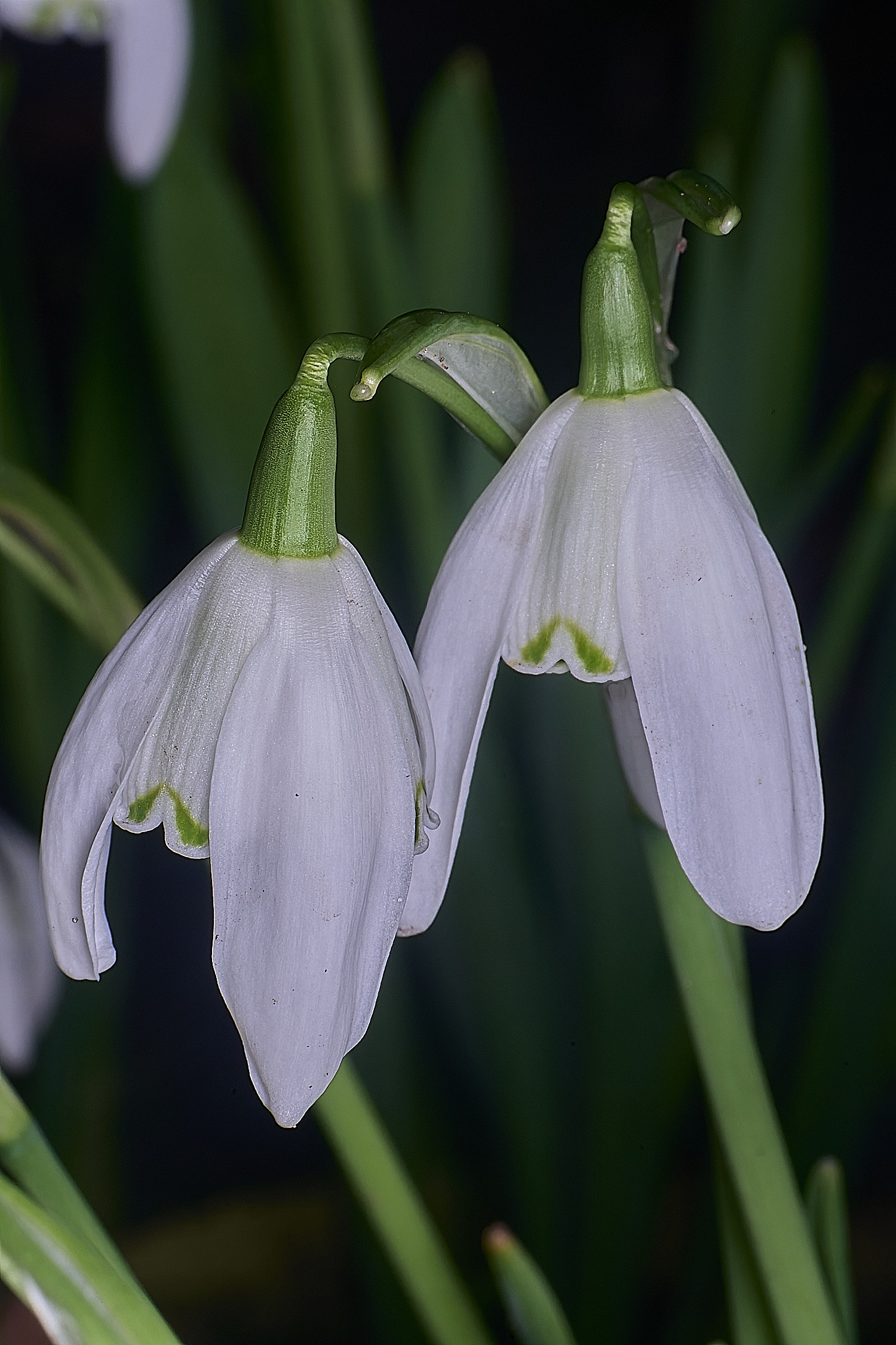 WestBeckhamLadyBeatrixStanley250126-3