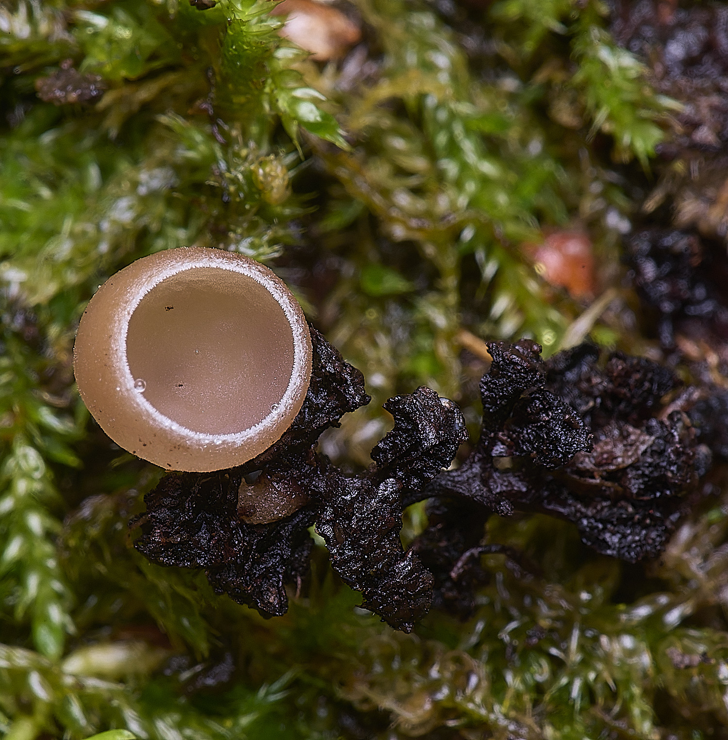 WheatfenAlderGoblet100226-5