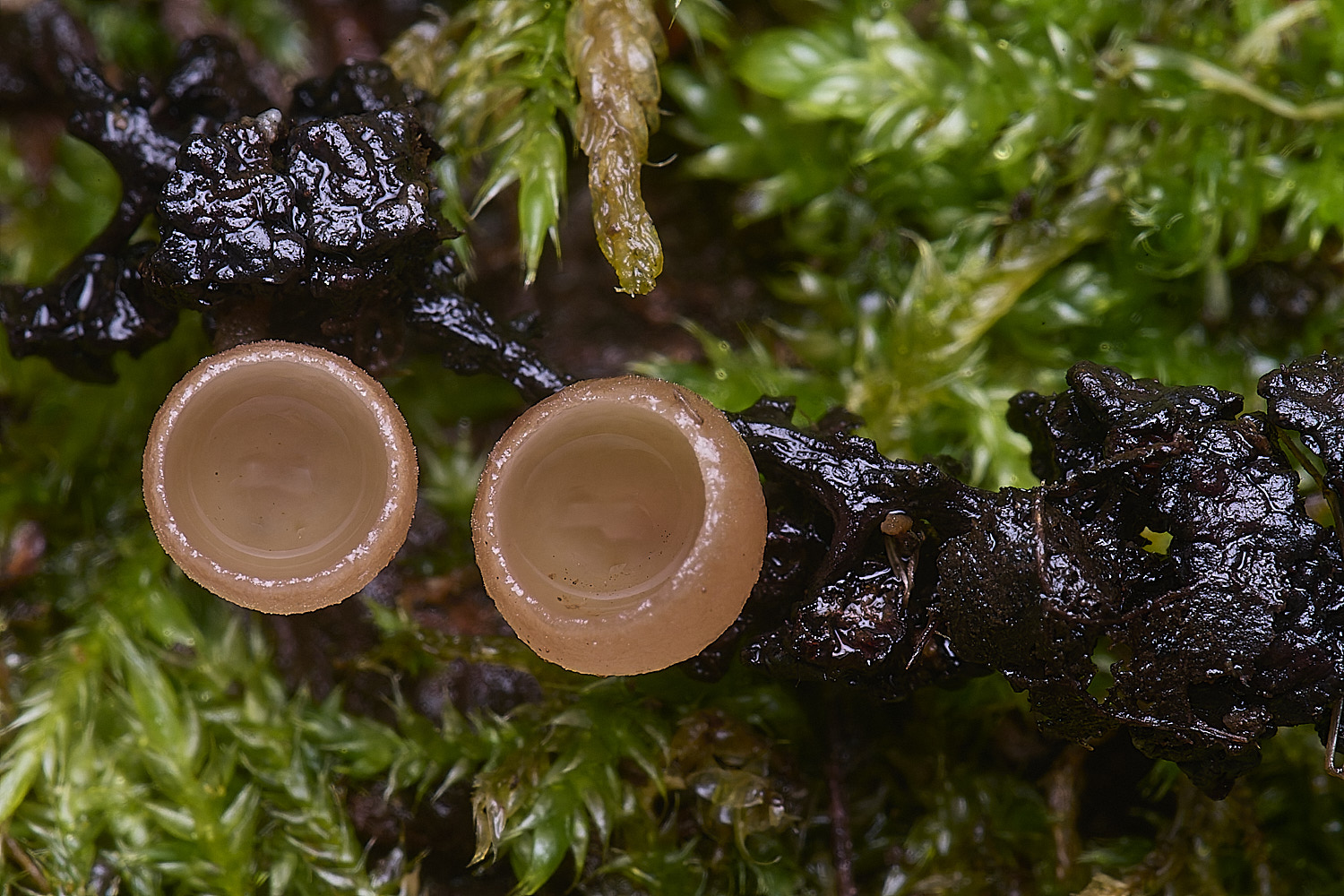 WheatfenAlderGoblet100226-6