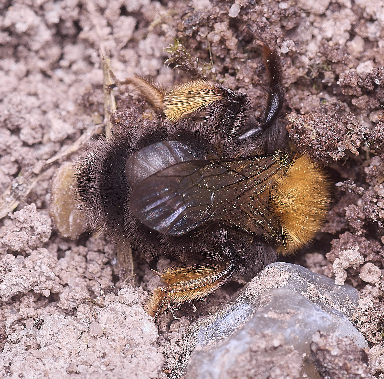 WheatfenClake'sMiningBee100326-1