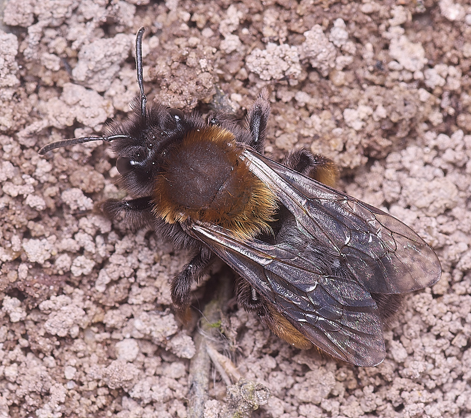 WheatfenClake'sMiningBee100326-10