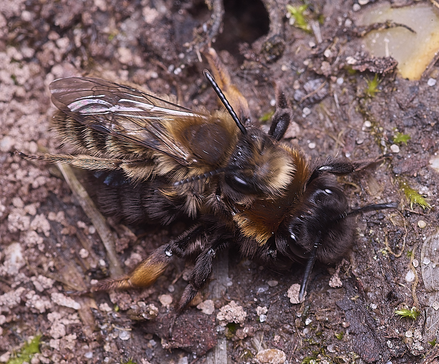 WheatfenClake'sMiningBee100326-11