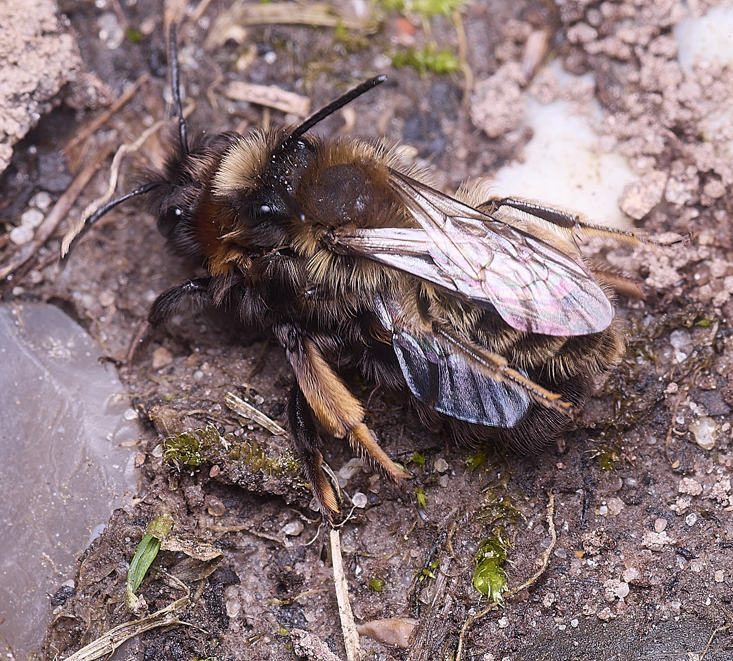WheatfenClake'sMiningBee100326-12