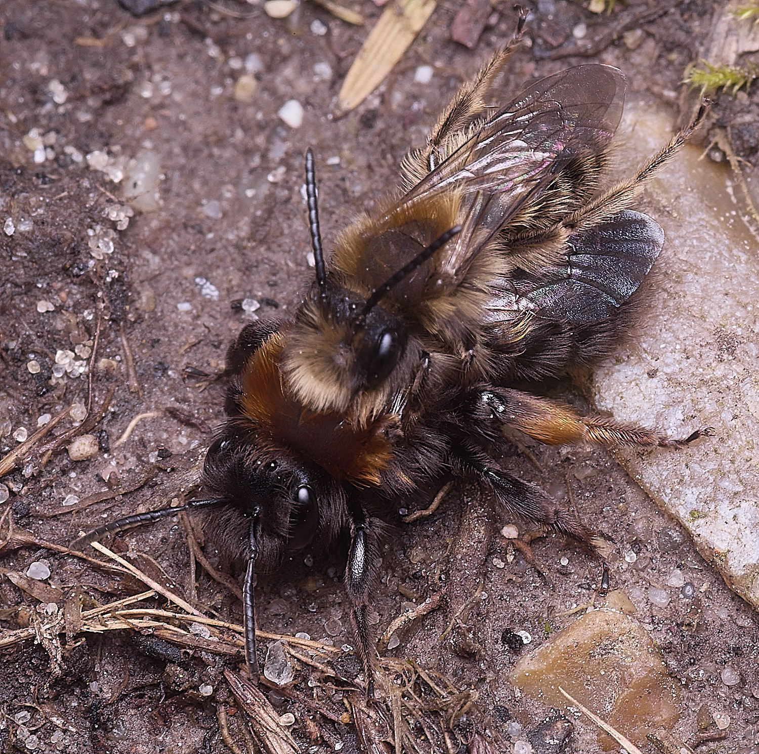 WheatfenClake'sMiningBee100326-13