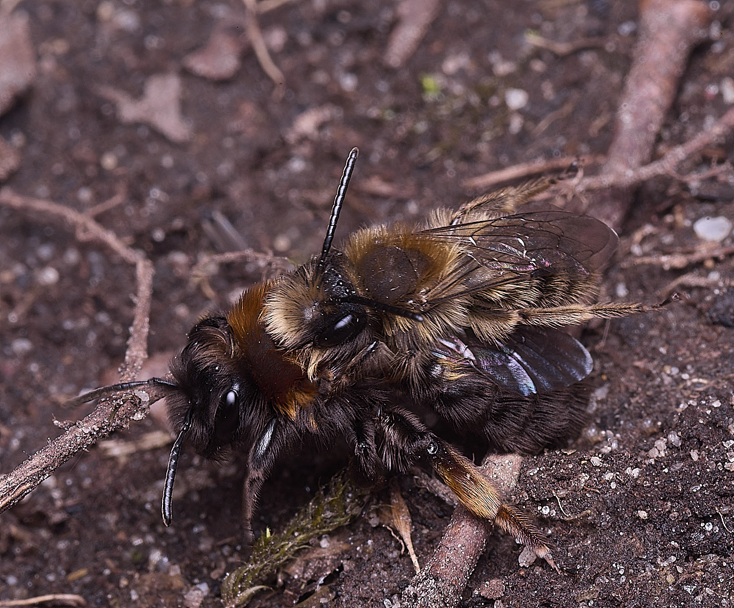 WheatfenClake'sMiningBee100326-14