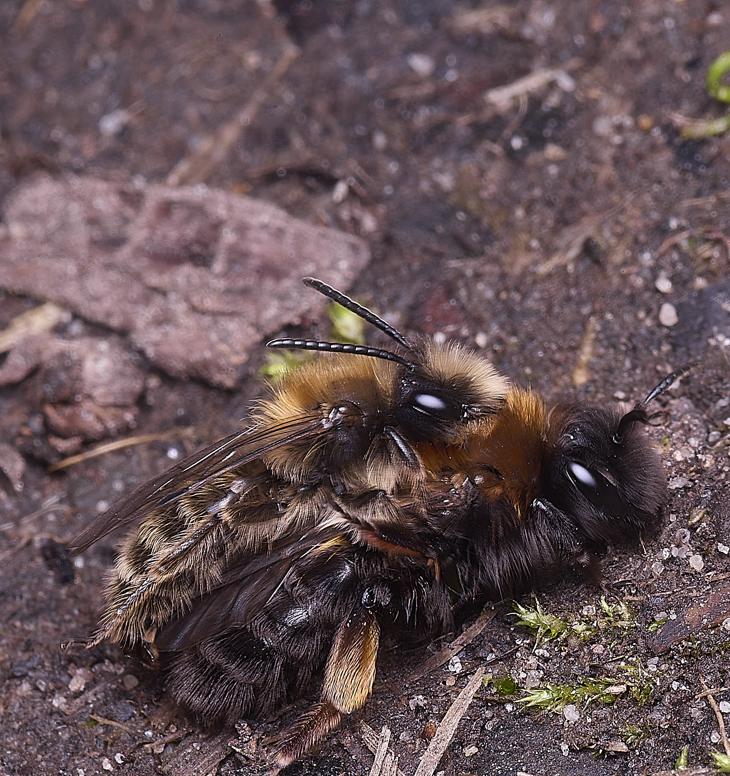 WheatfenClake'sMiningBee100326-15