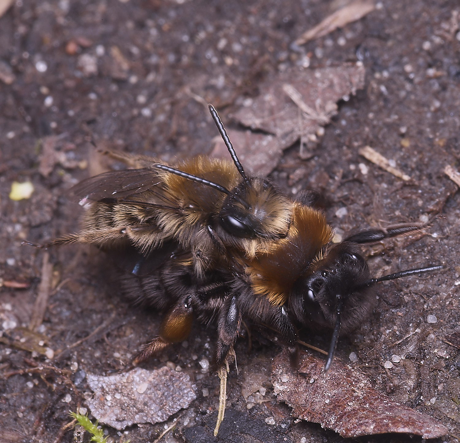 WheatfenClake'sMiningBee100326-16